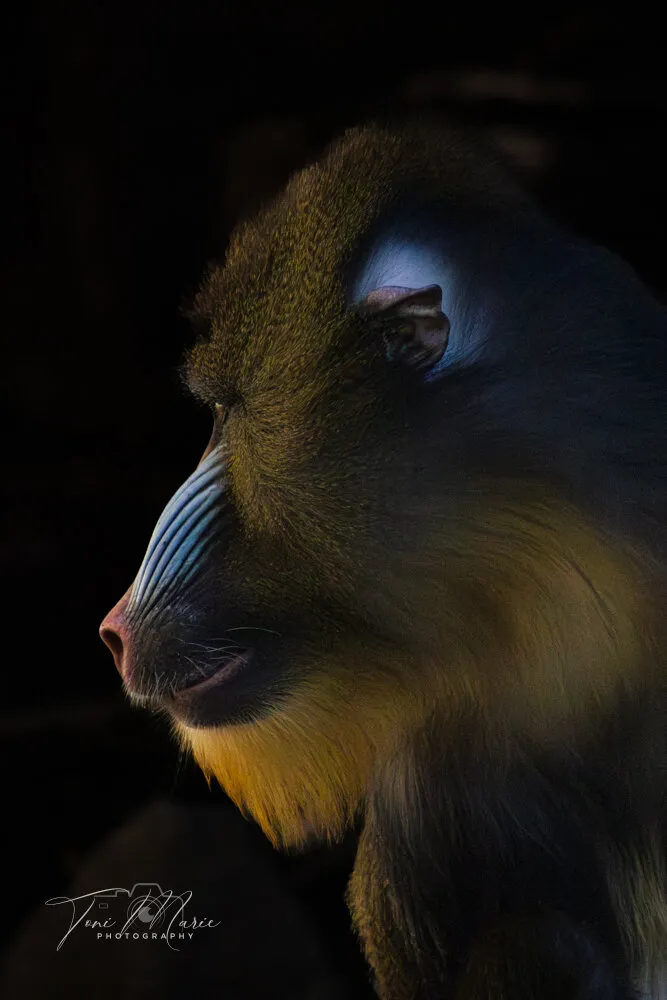 Mr Mandril