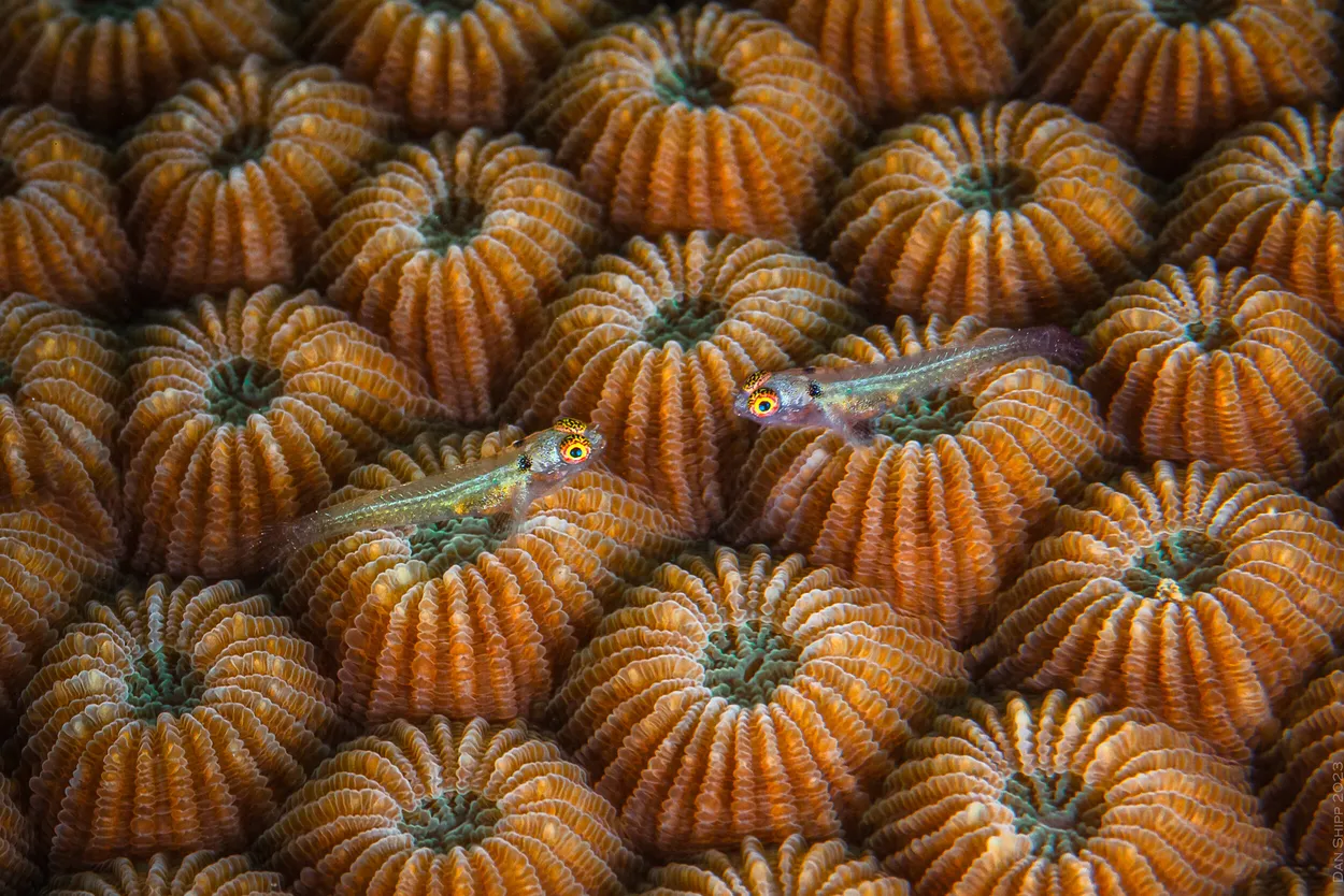 turf war