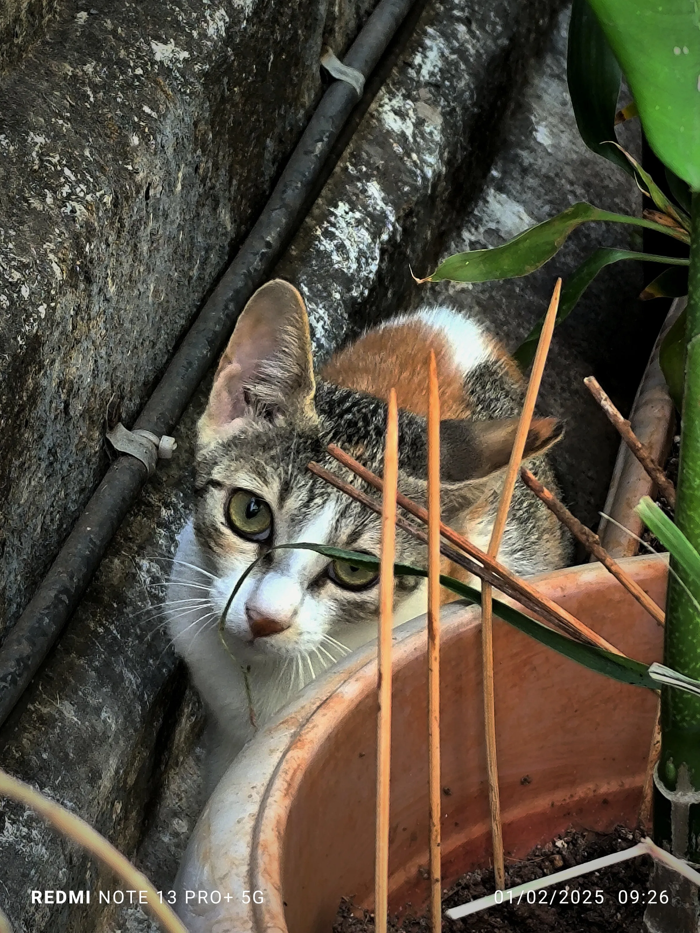 cute cat