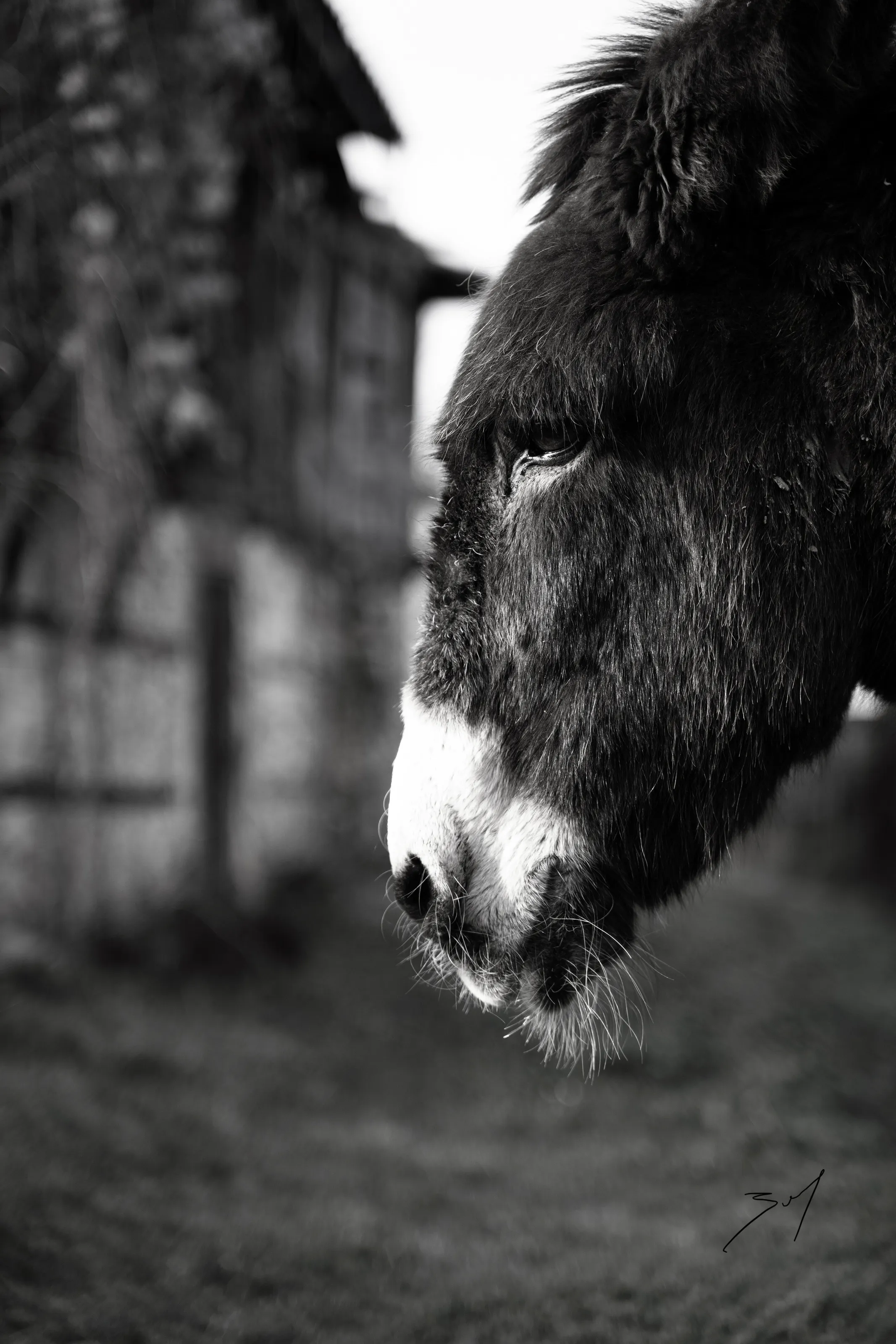 The donkey named Marko