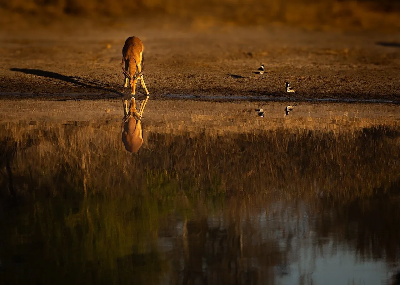 "Reflection of the Wild"
