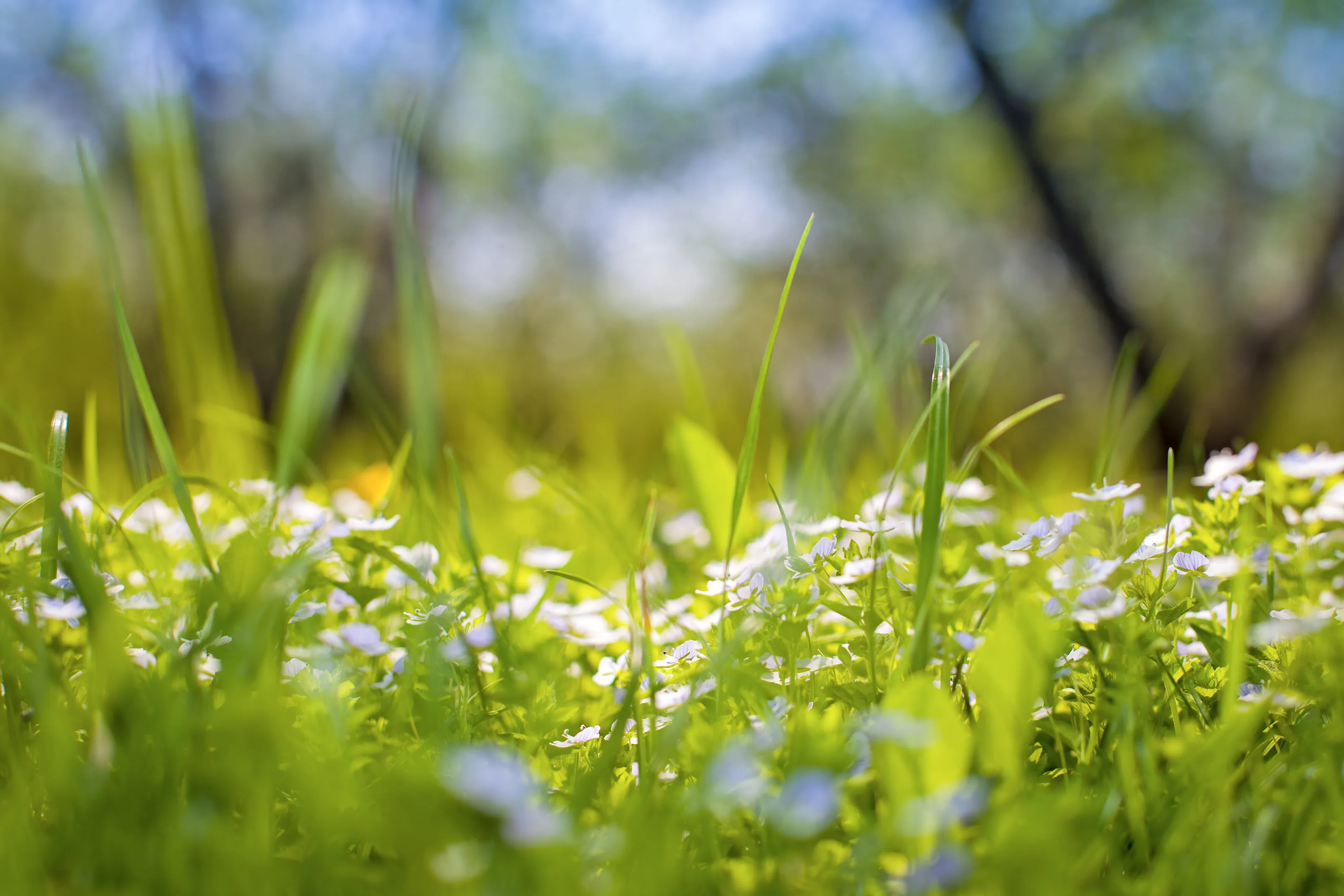 Spring background