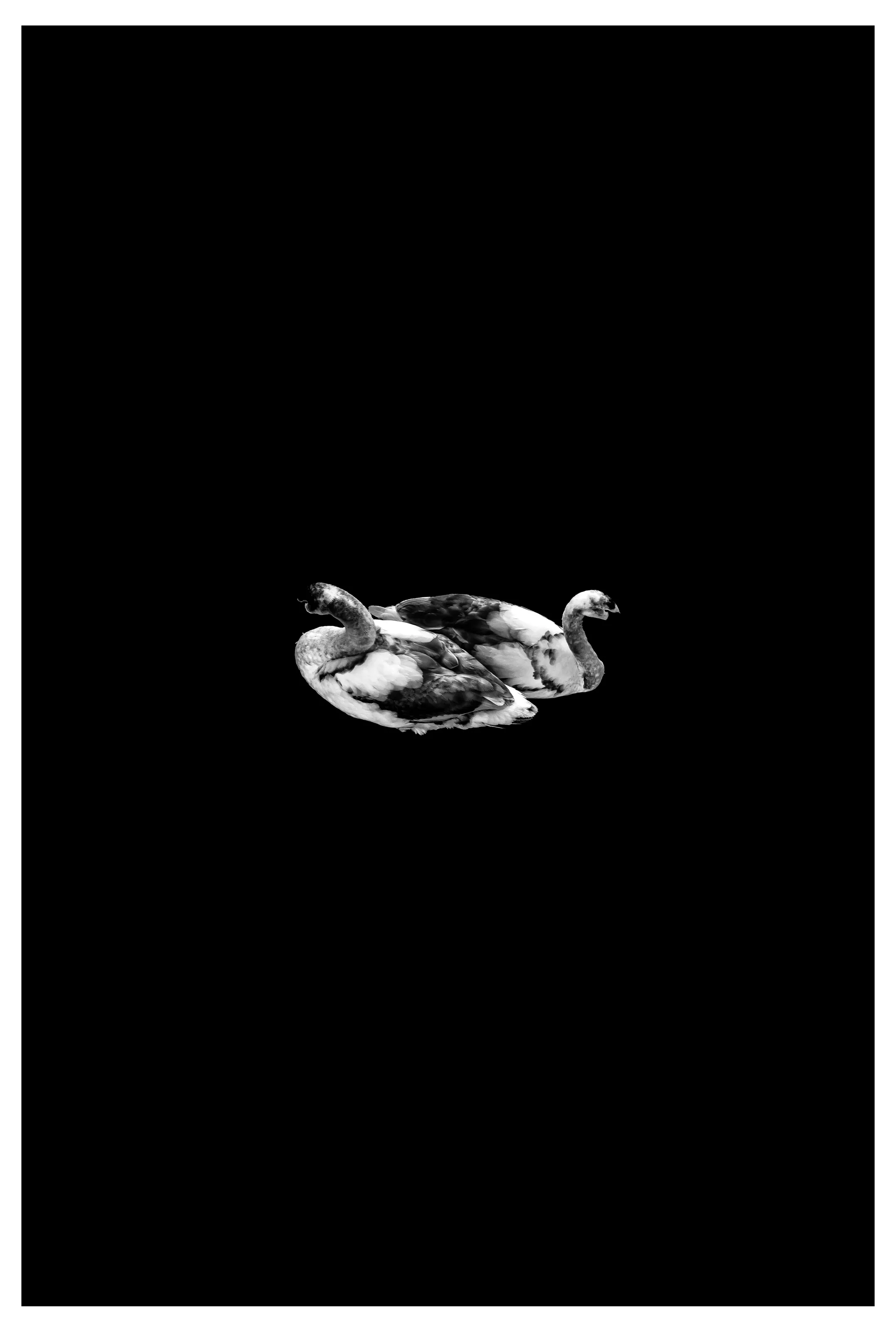 Swans