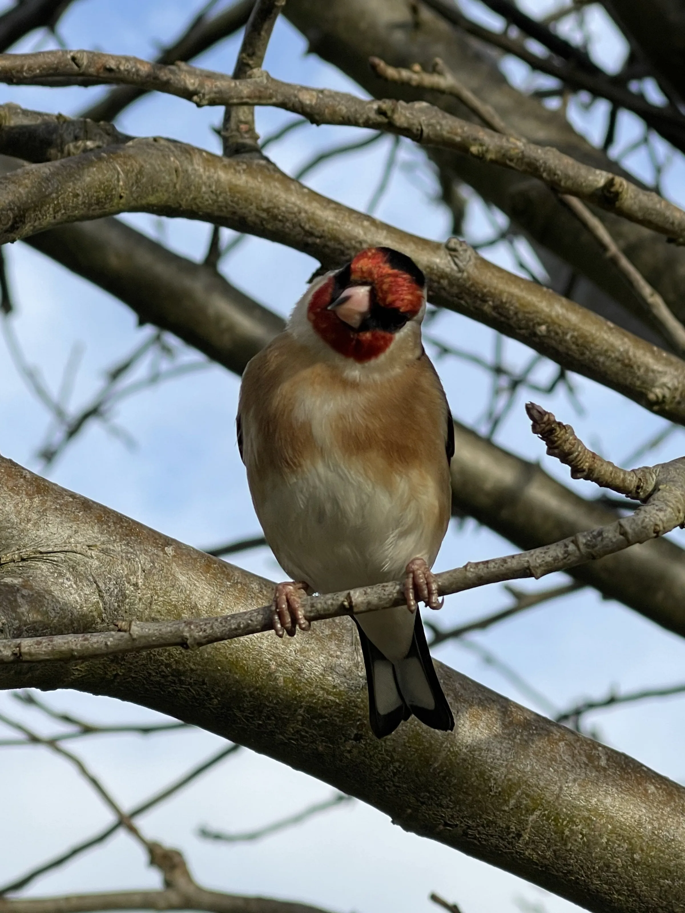 Charlie the Chaffinch