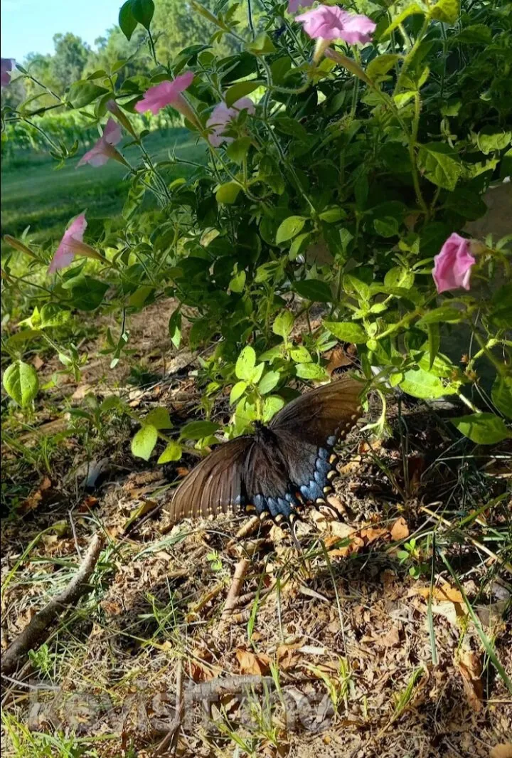 Nature's Wonder