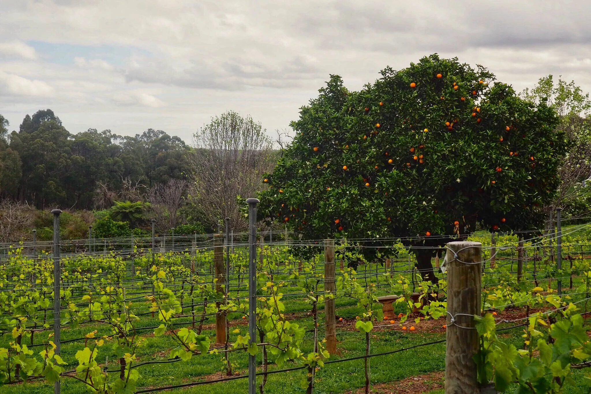 Spring orchard