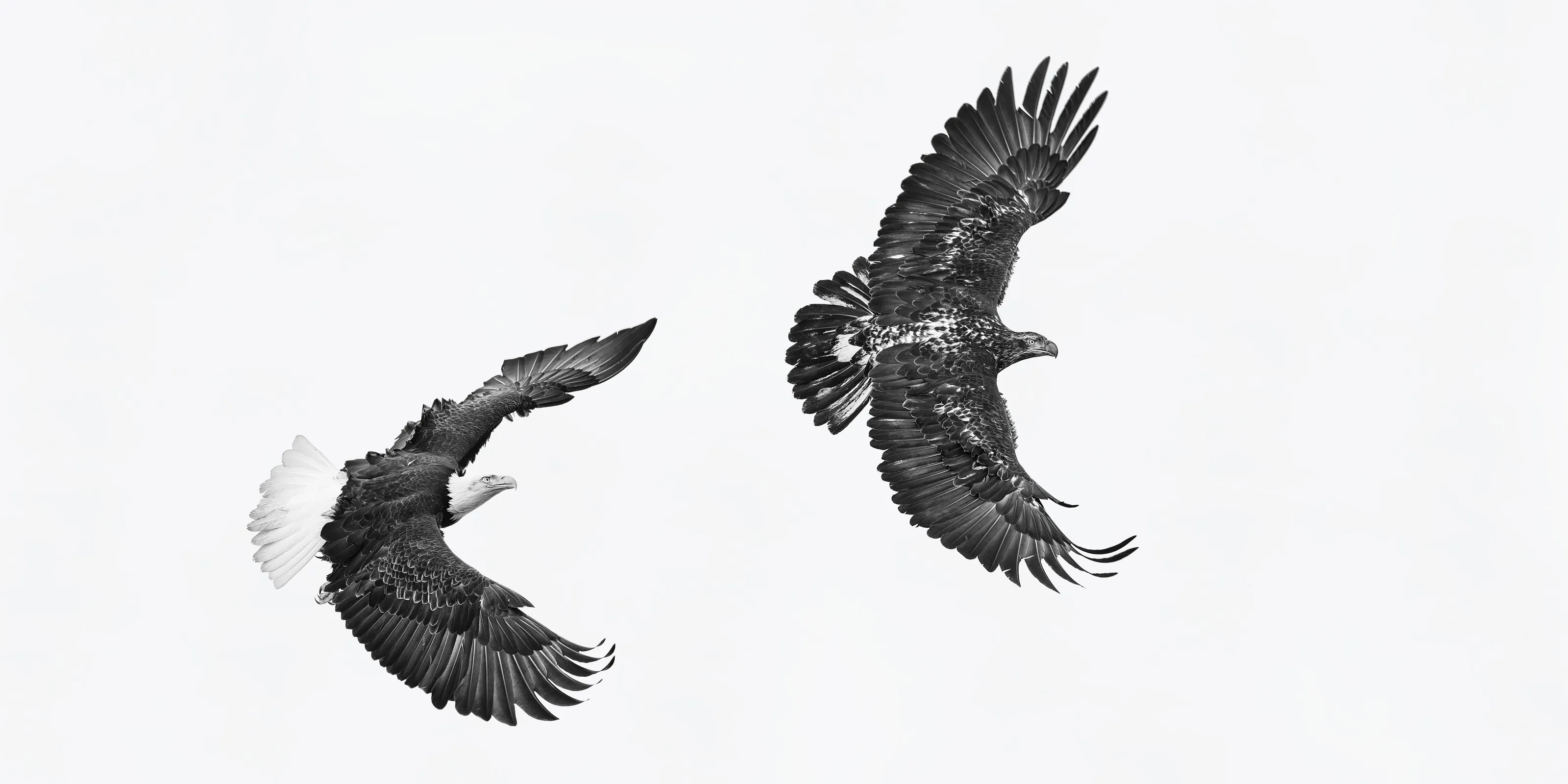 Bald Eagles Chase