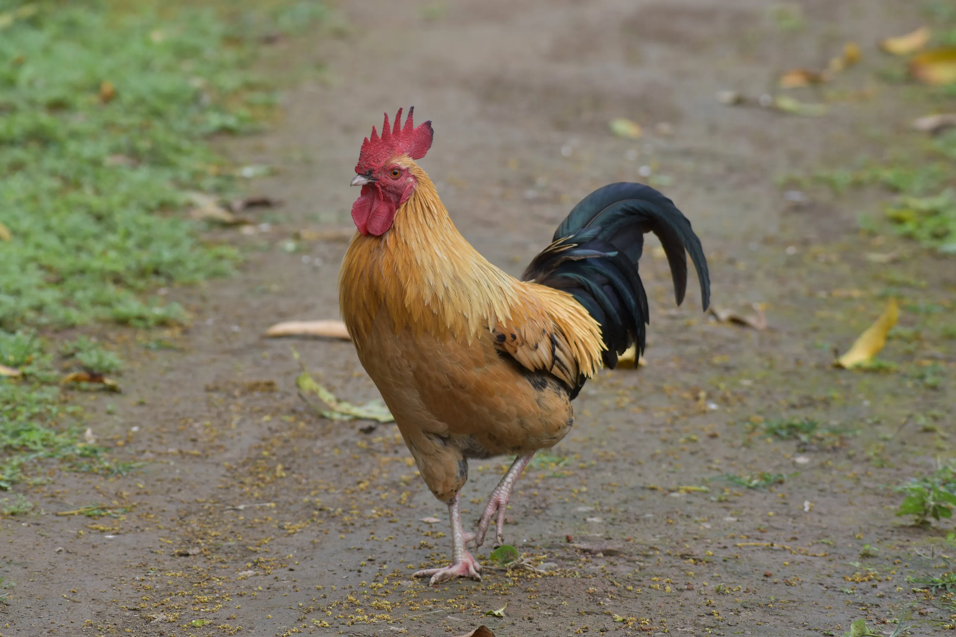 Cock bird