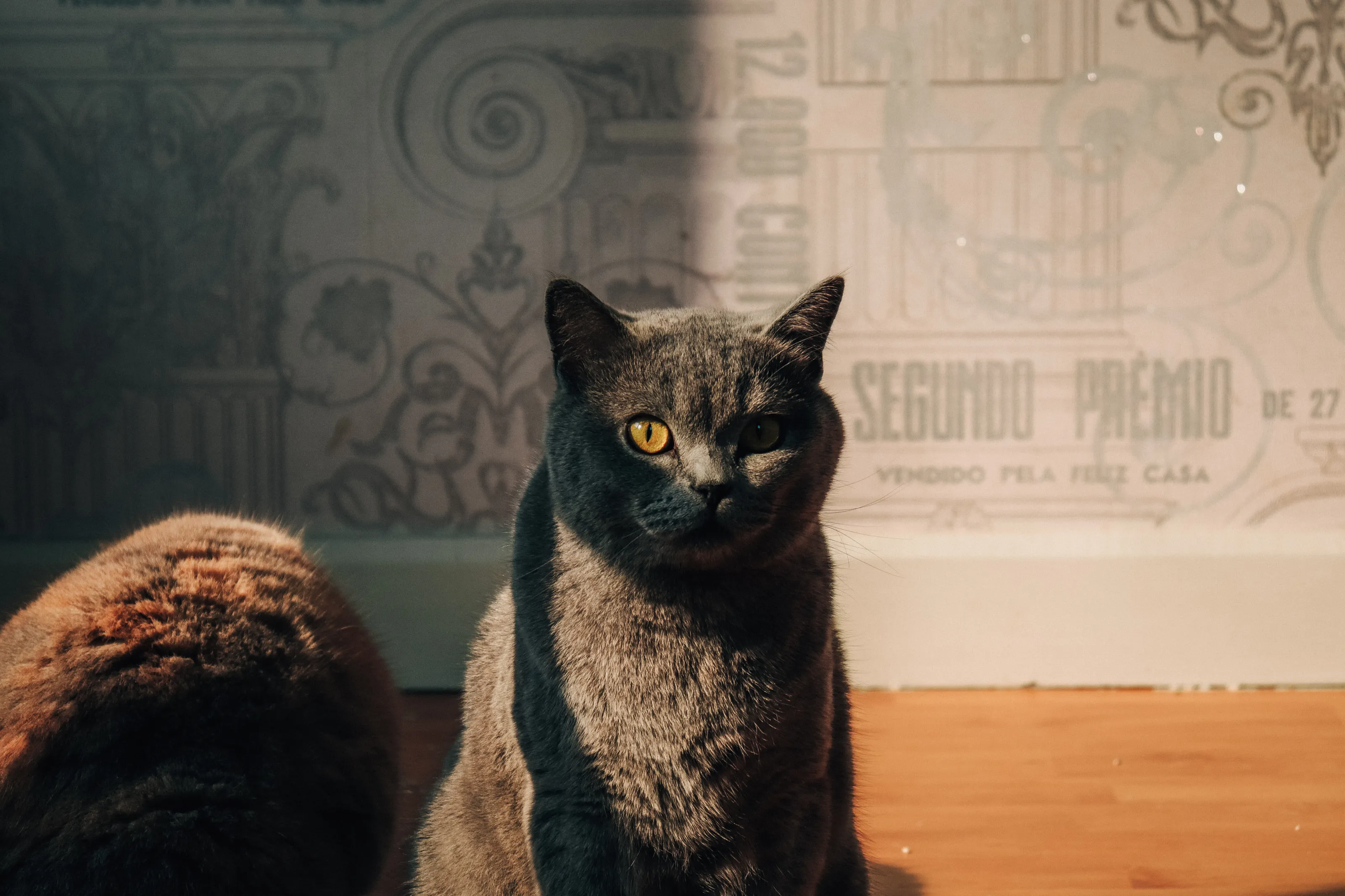 🐈