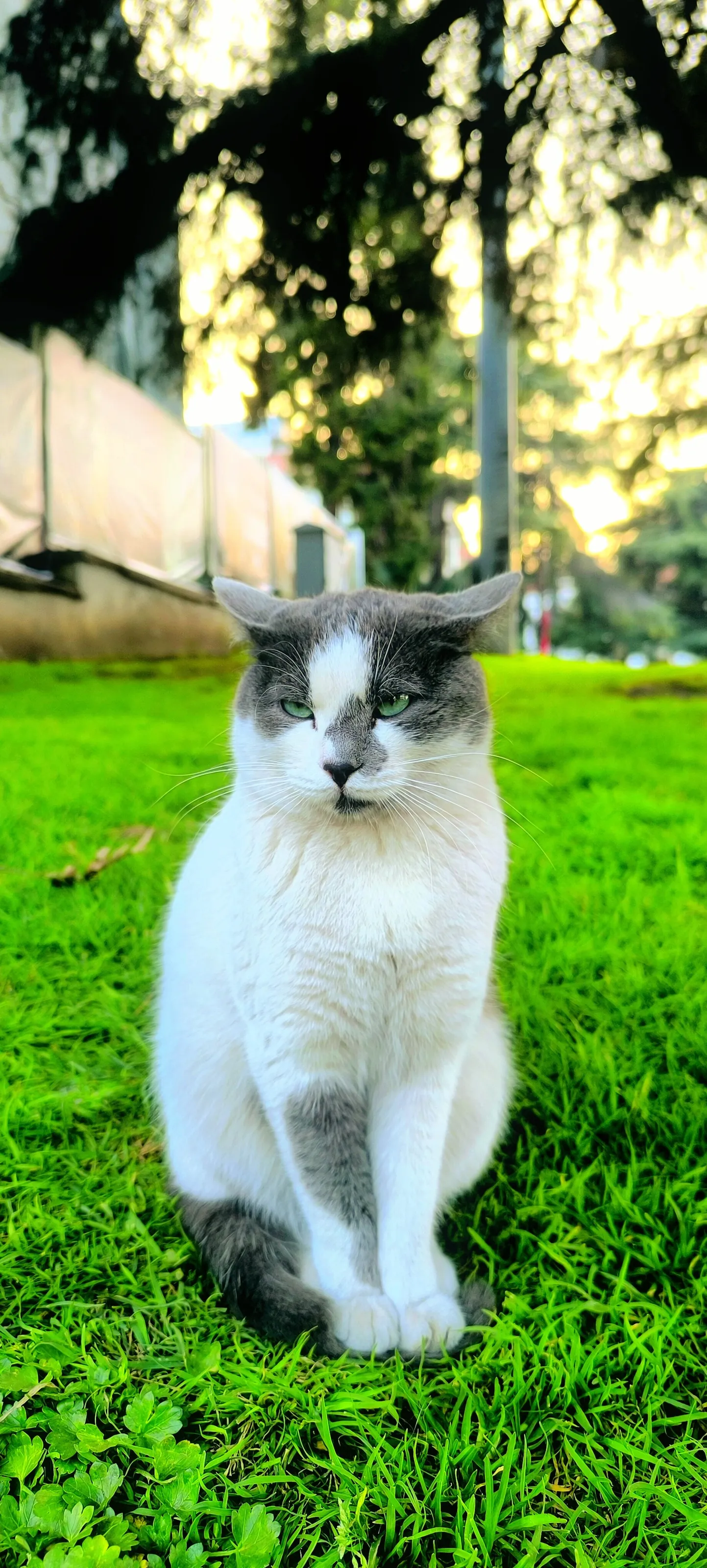 Catty