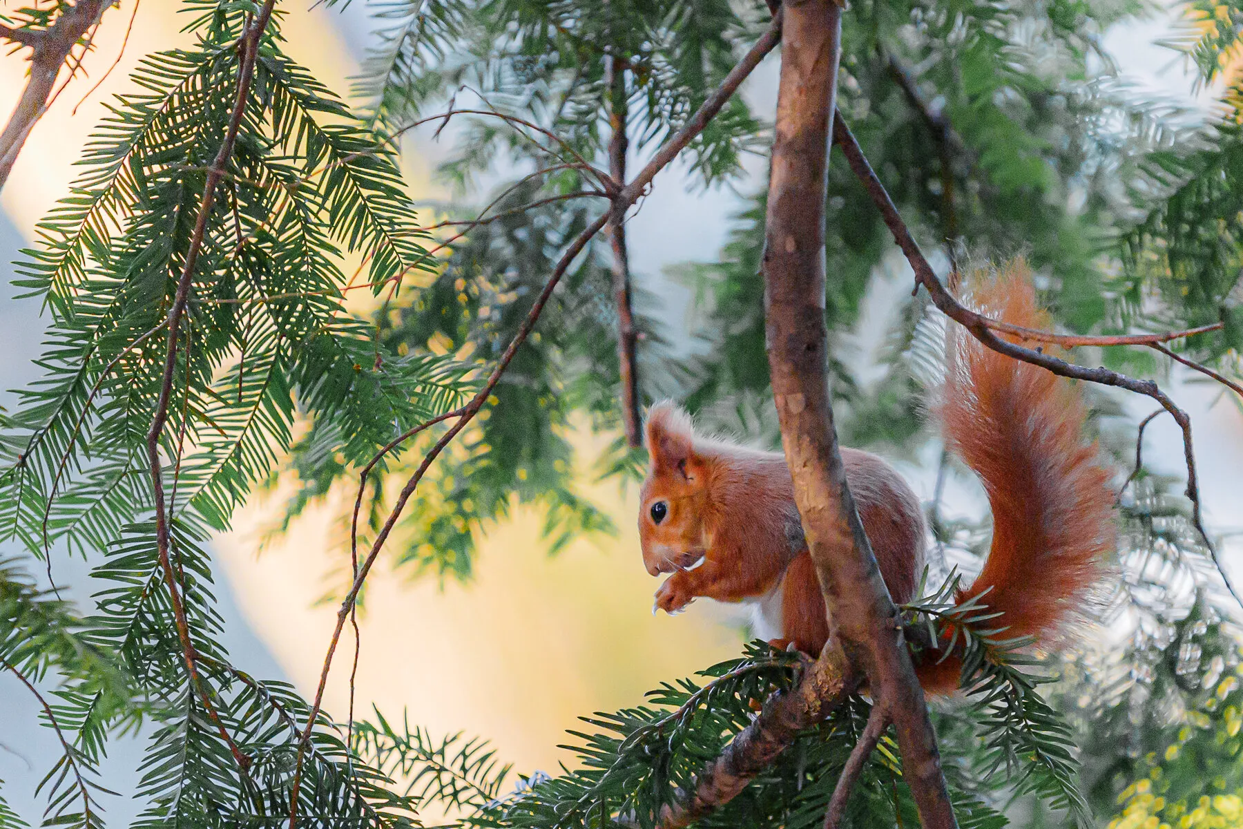 Red Squirrel
