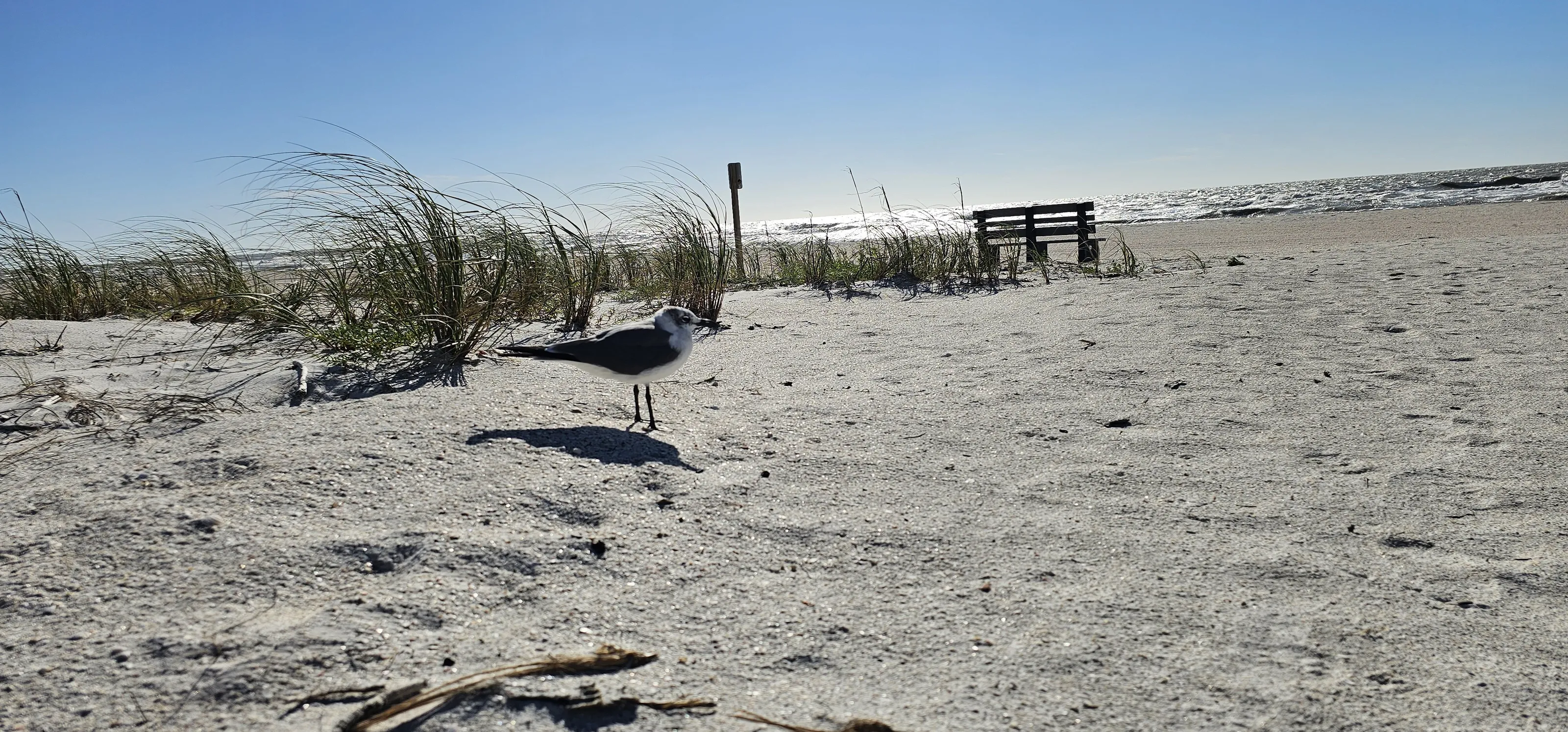 Seagull on beach