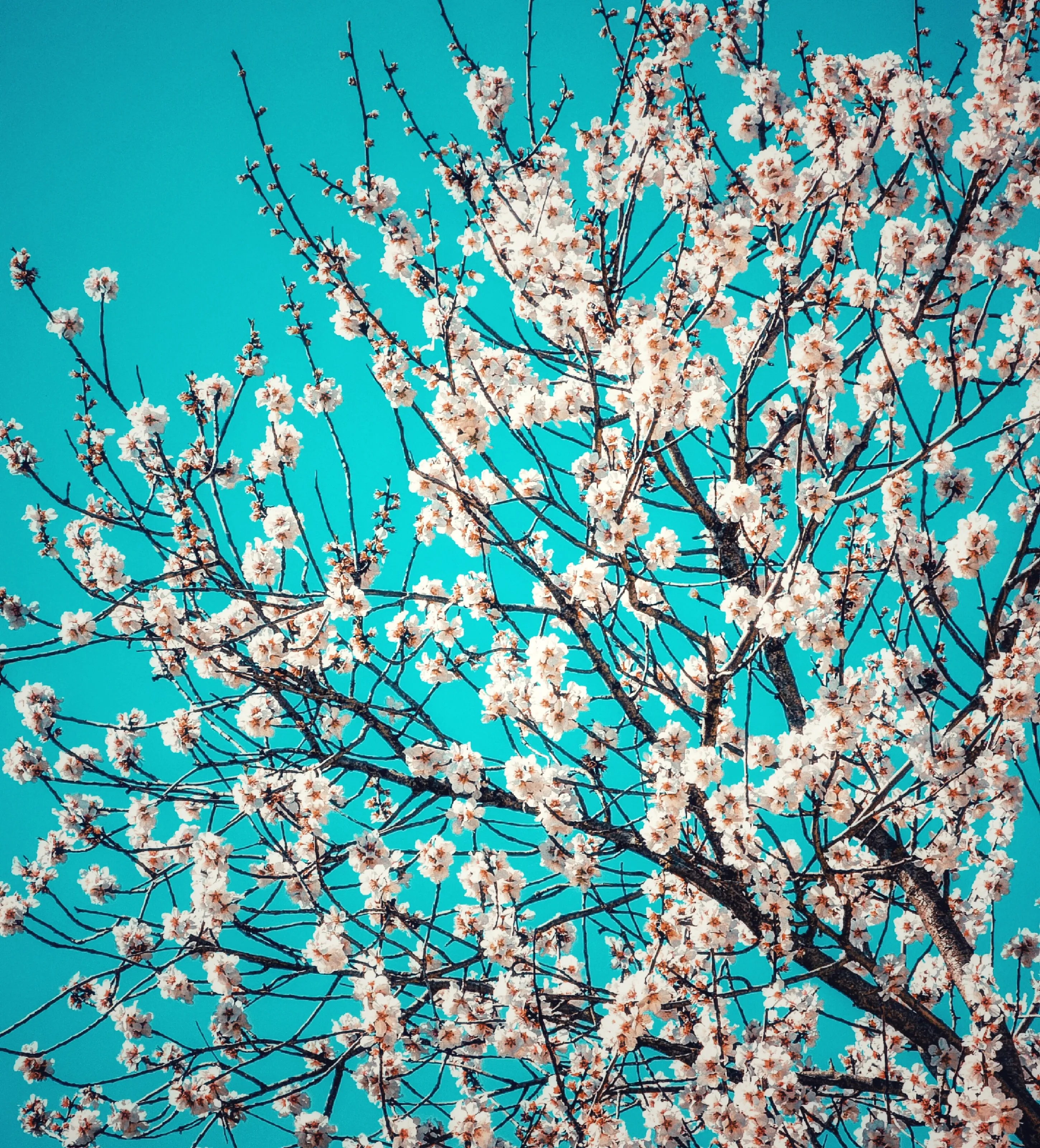Spring's Quiet Arrival