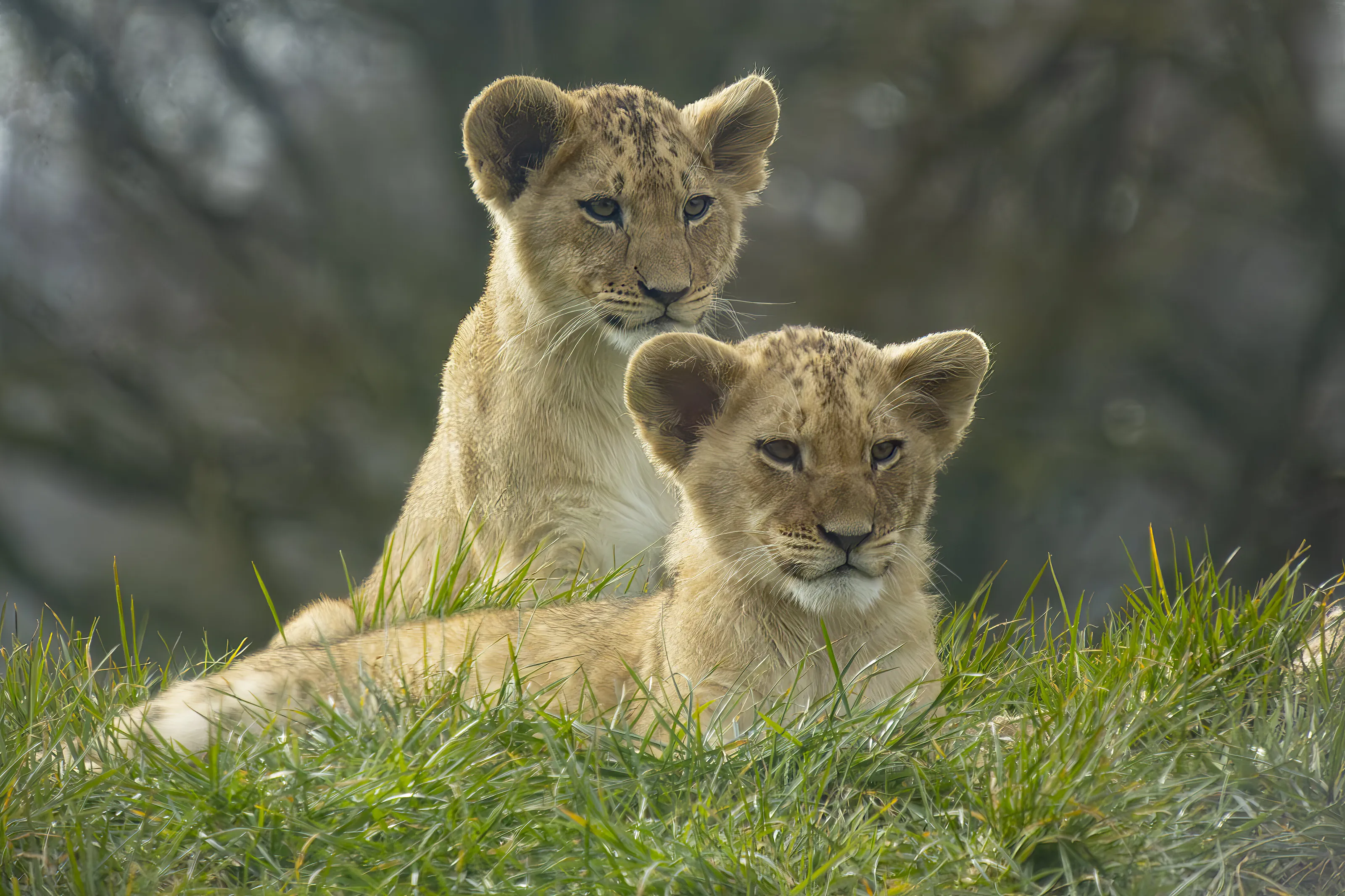 2 lion cubs