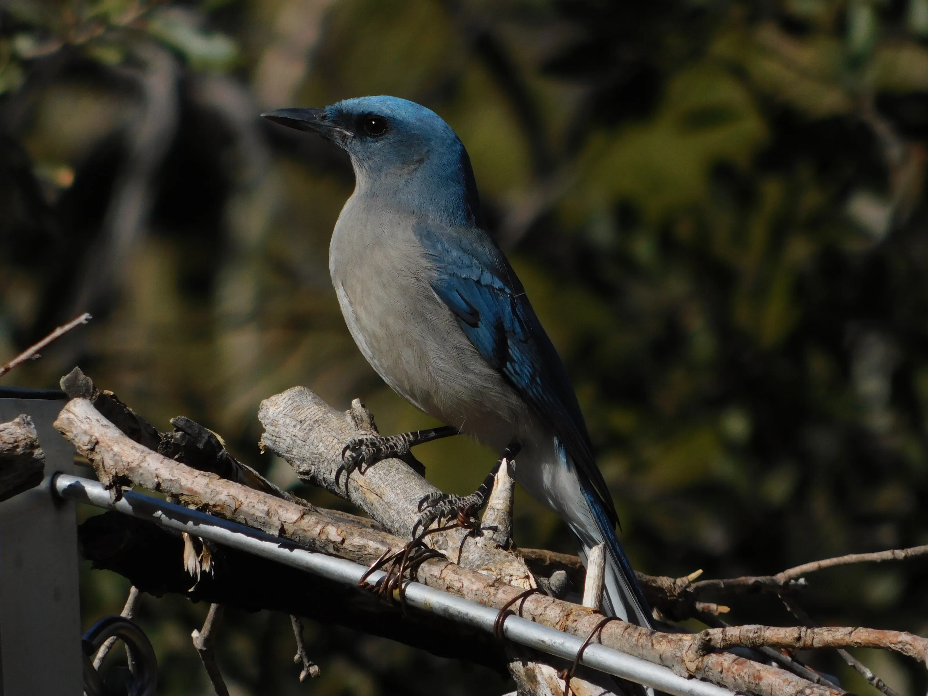 Proud Mexican Jay
