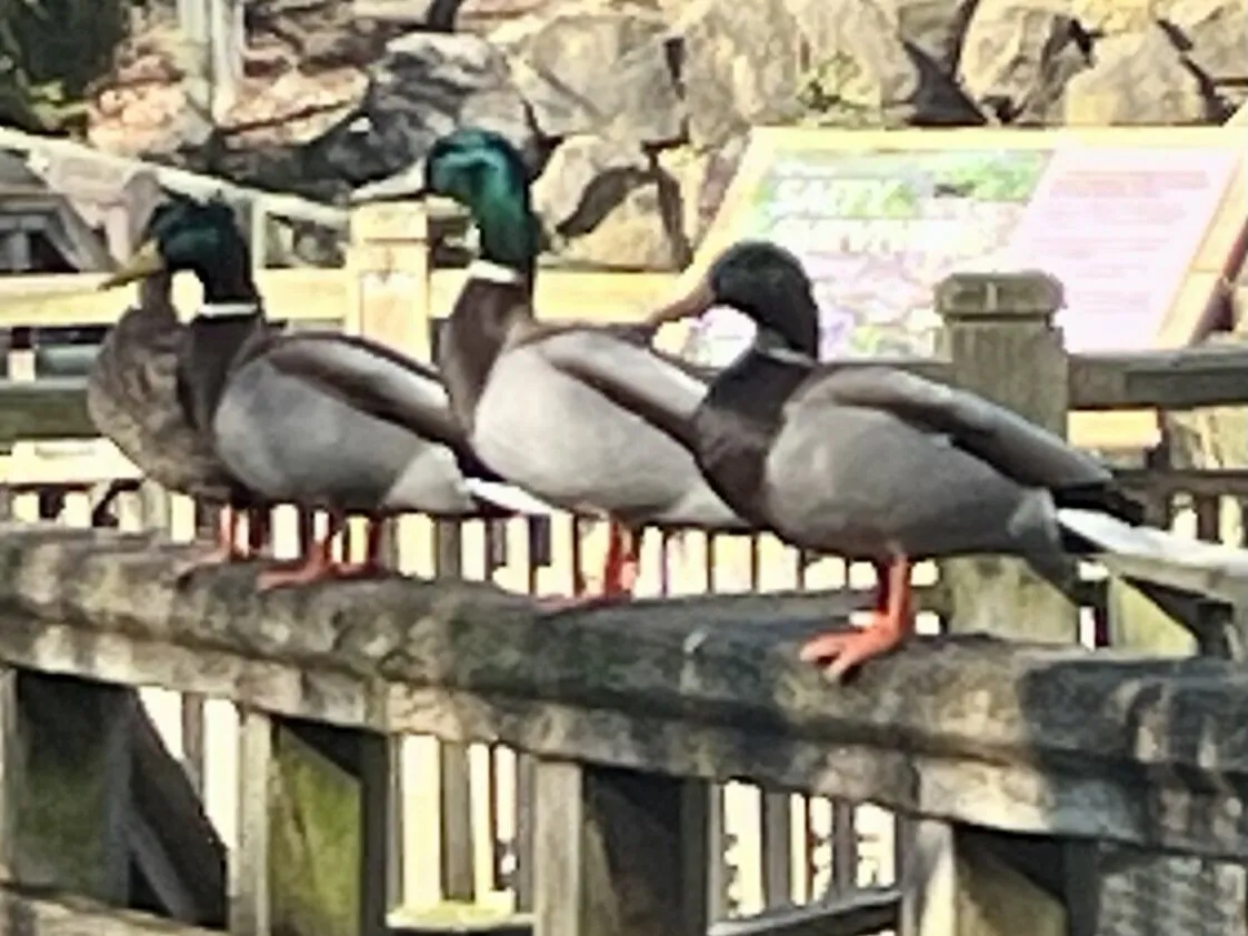 Three little ducks went out one day