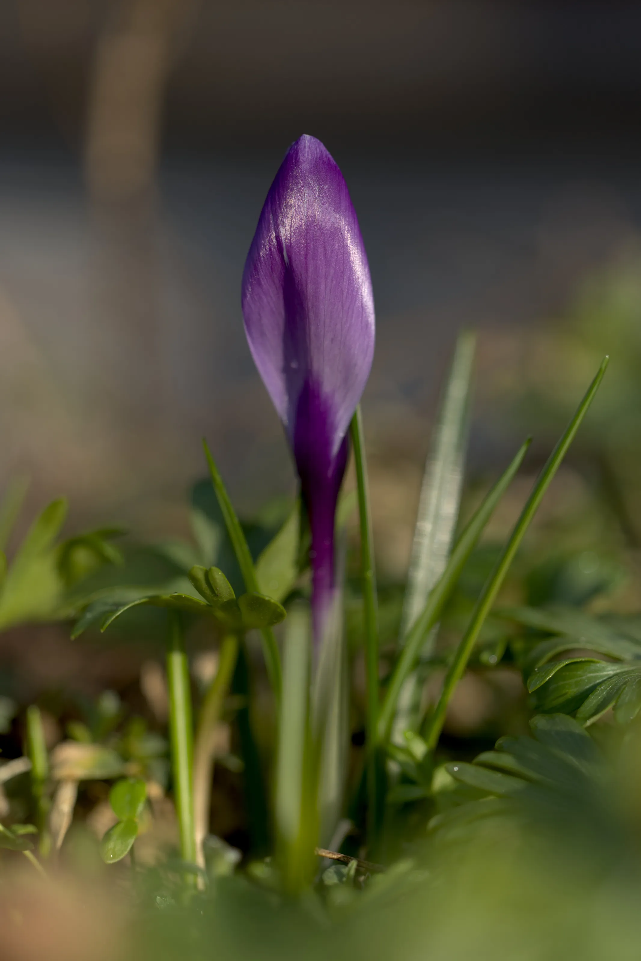 Krokus in Blau