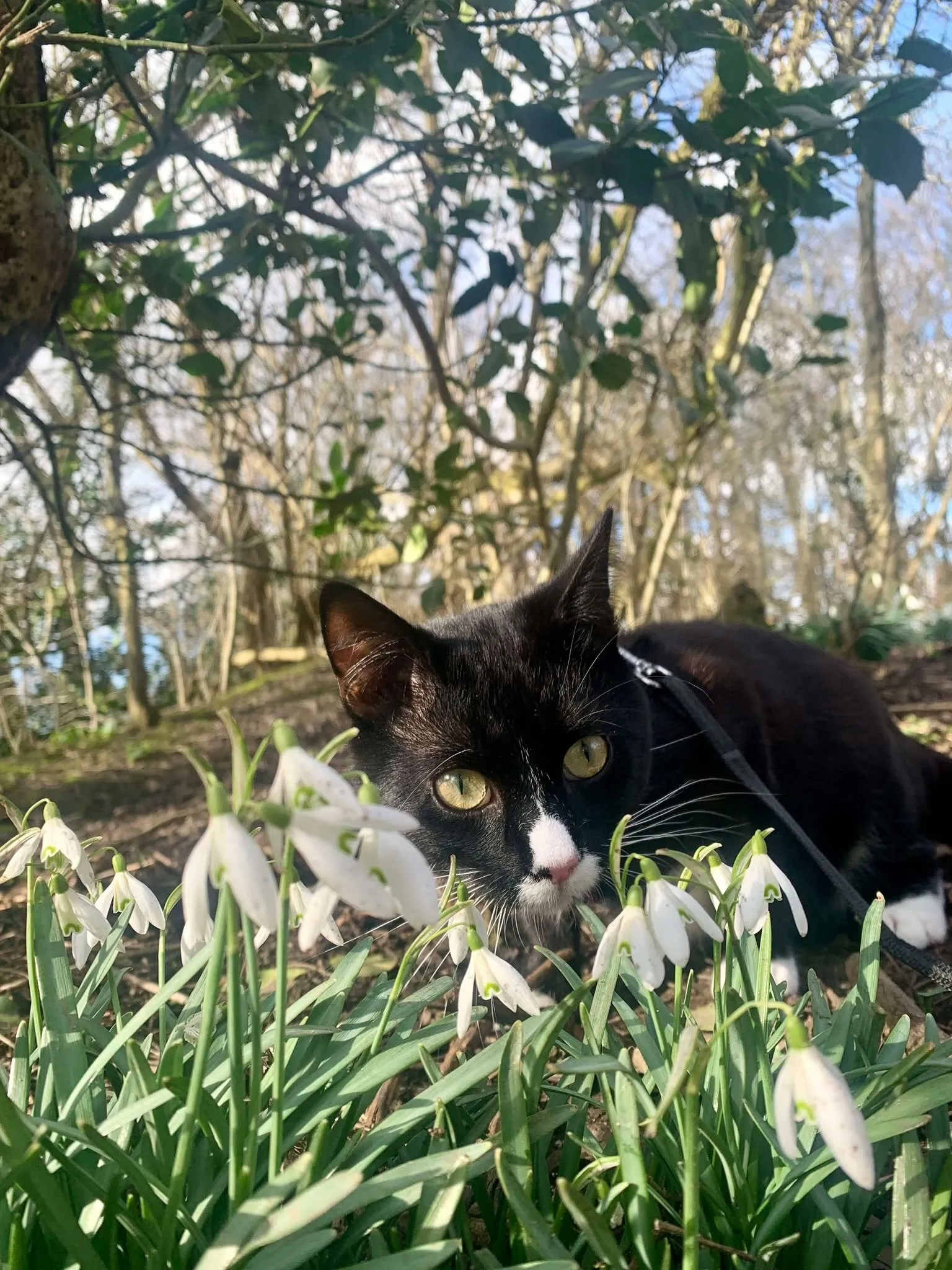 Snuffle Through The Snowdrops...