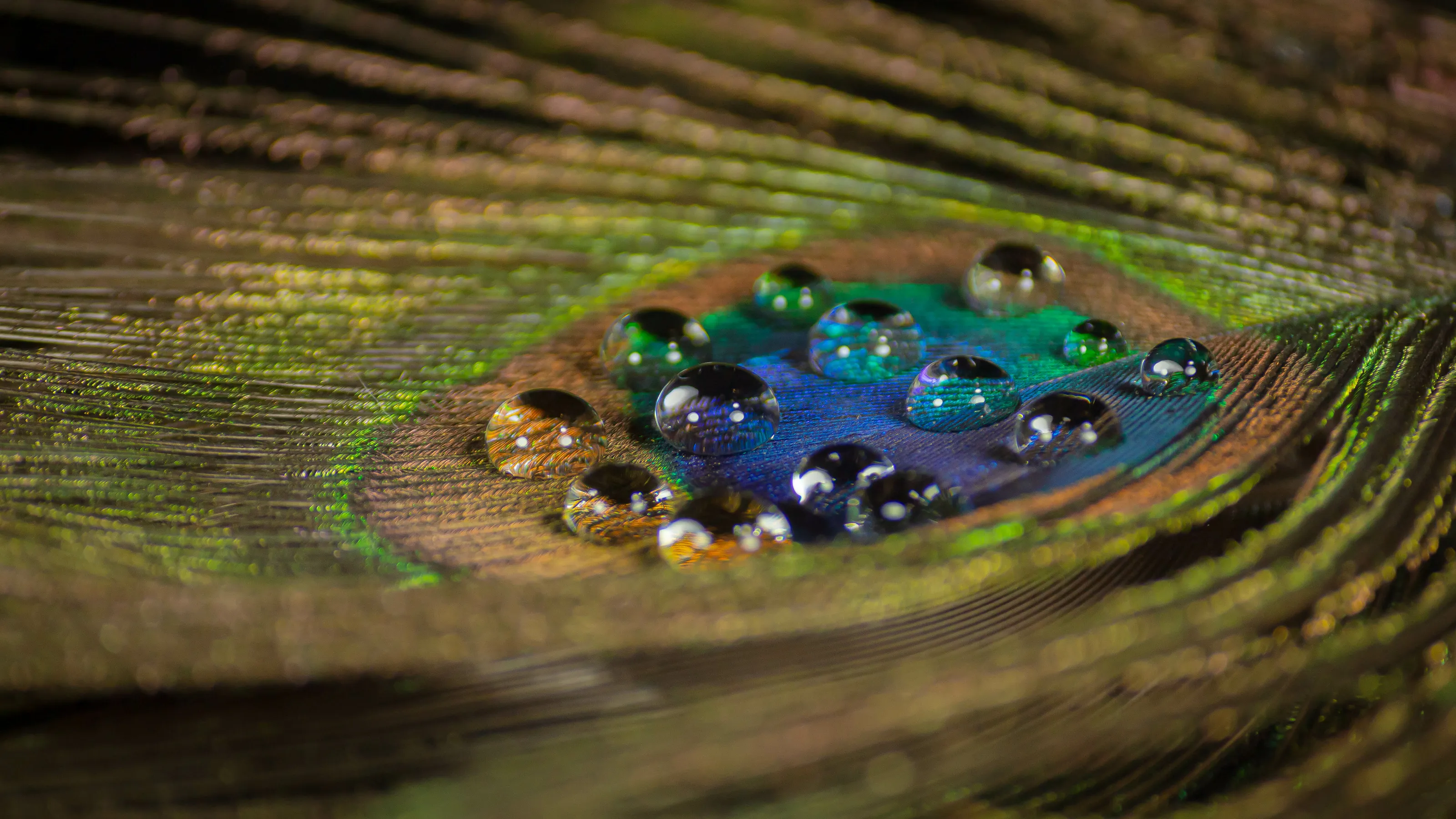 Peacock Feather with Water Bubbles