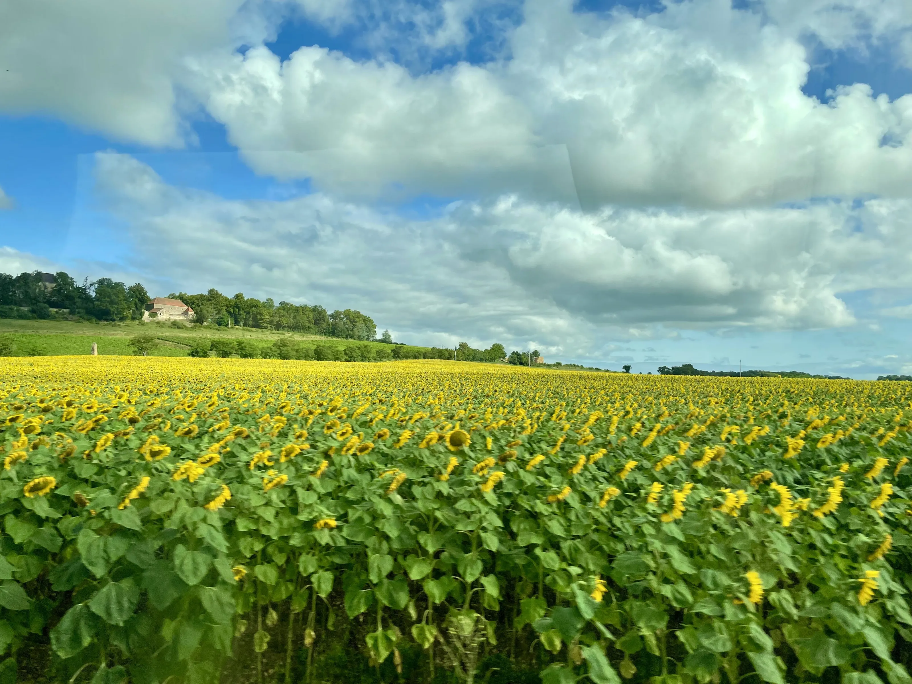 Sunflowers