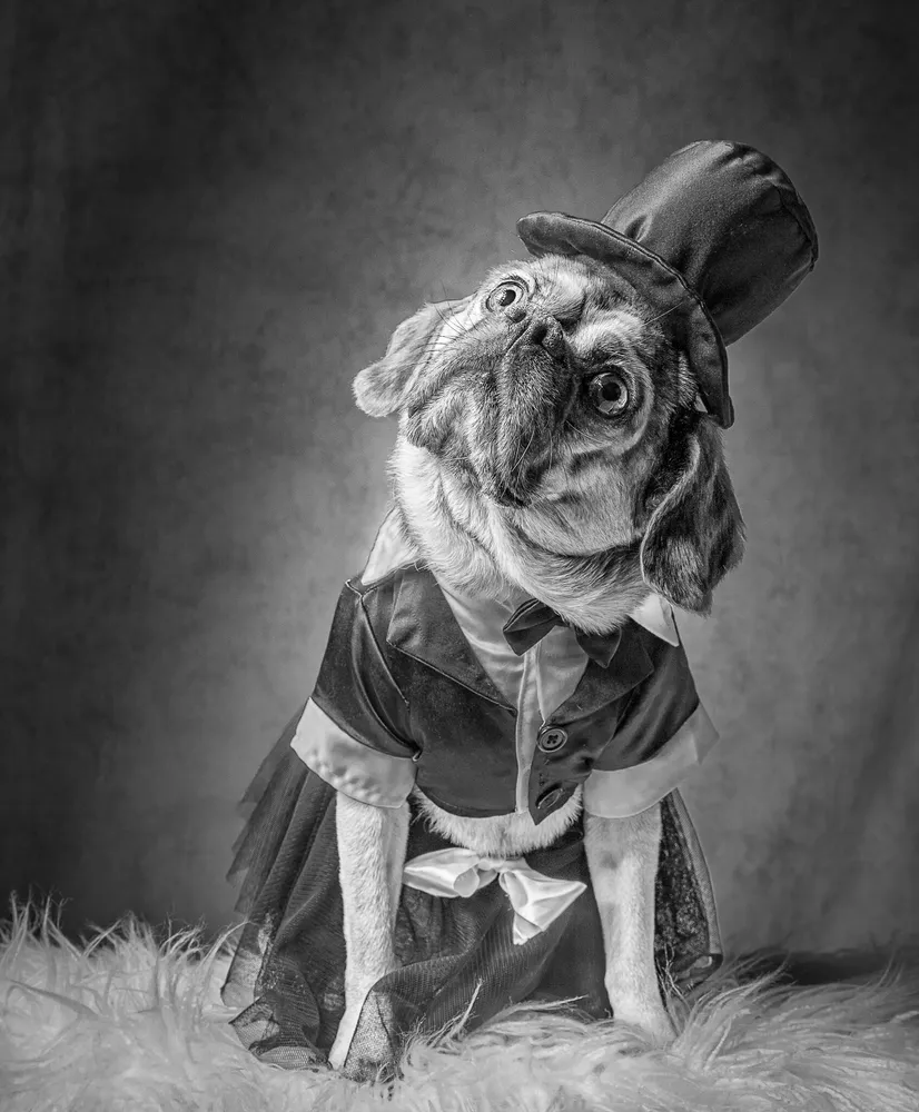 Dressing up for the occasion