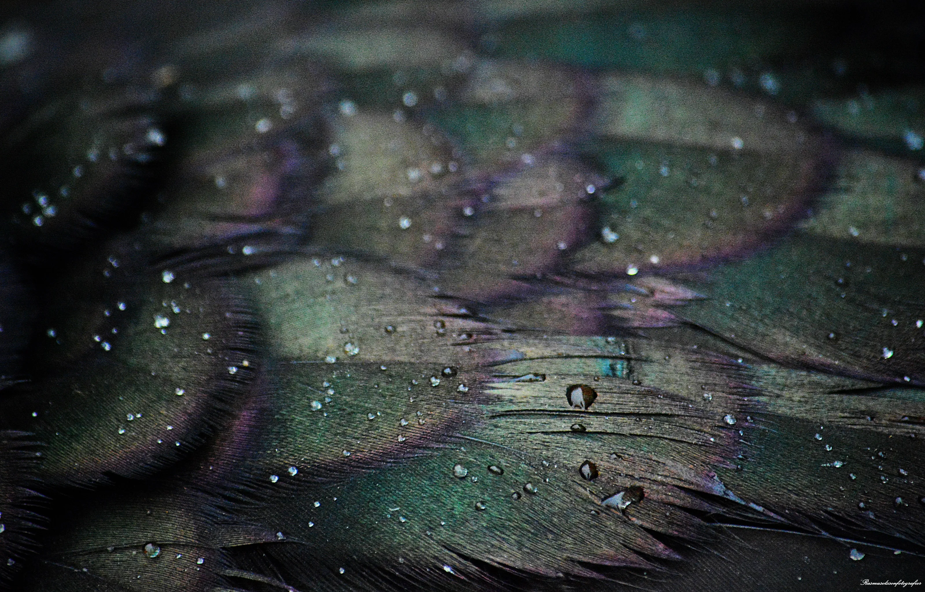 Feather sof a bird in rain (photo 1 of 3)