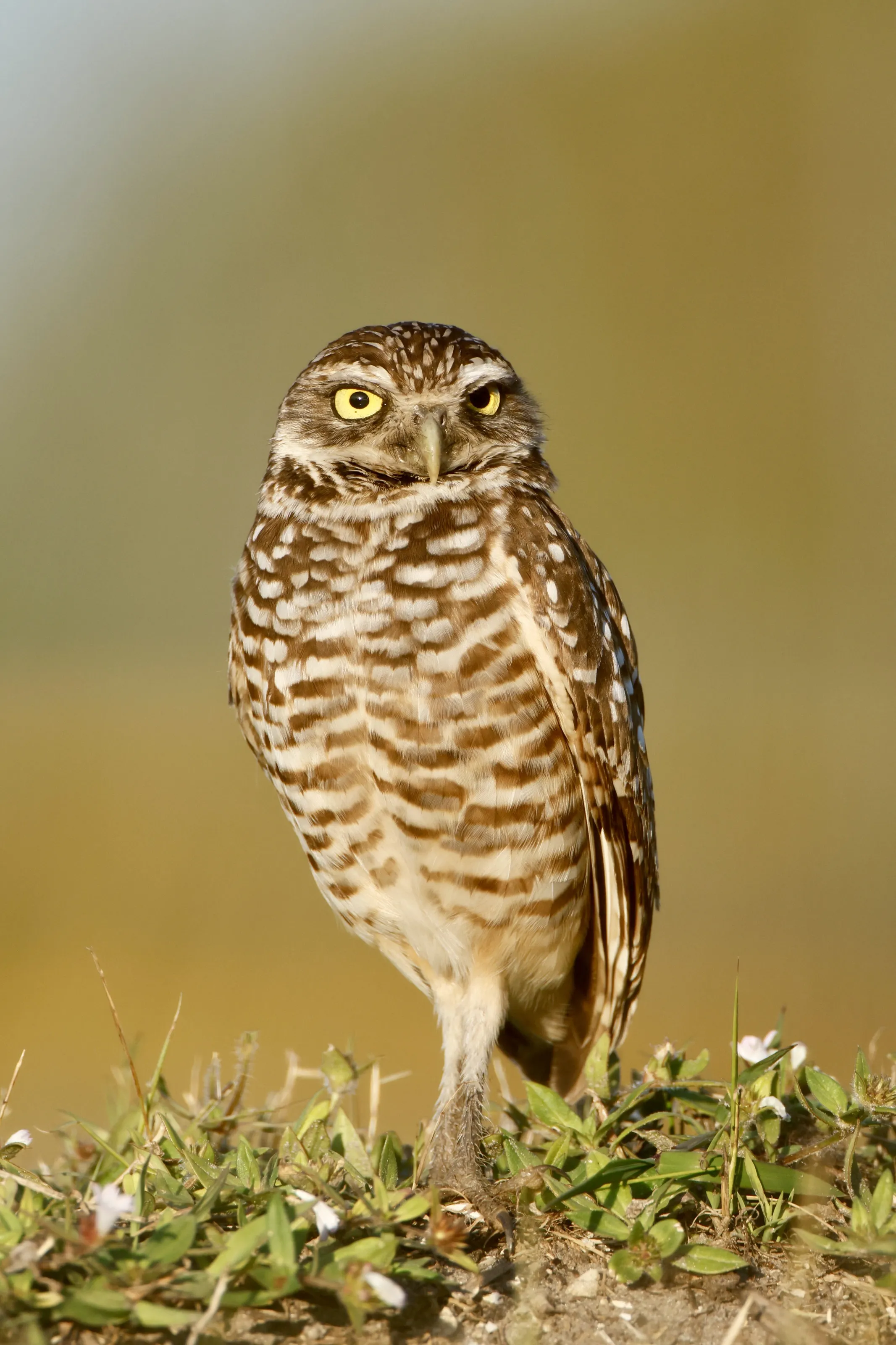 Burrowing Owl