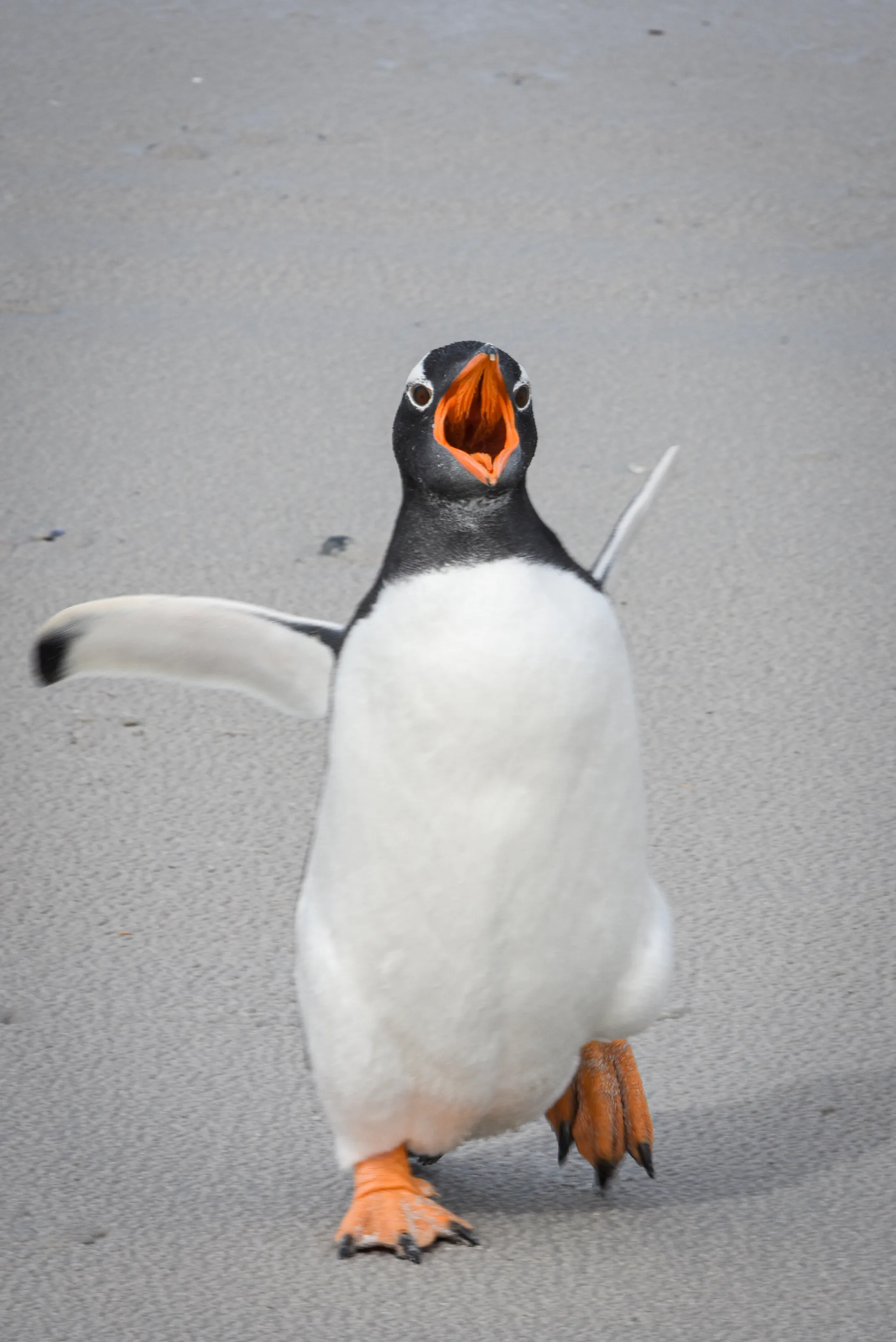 Life on the Edge: Gentoo Penguin of the Falklands