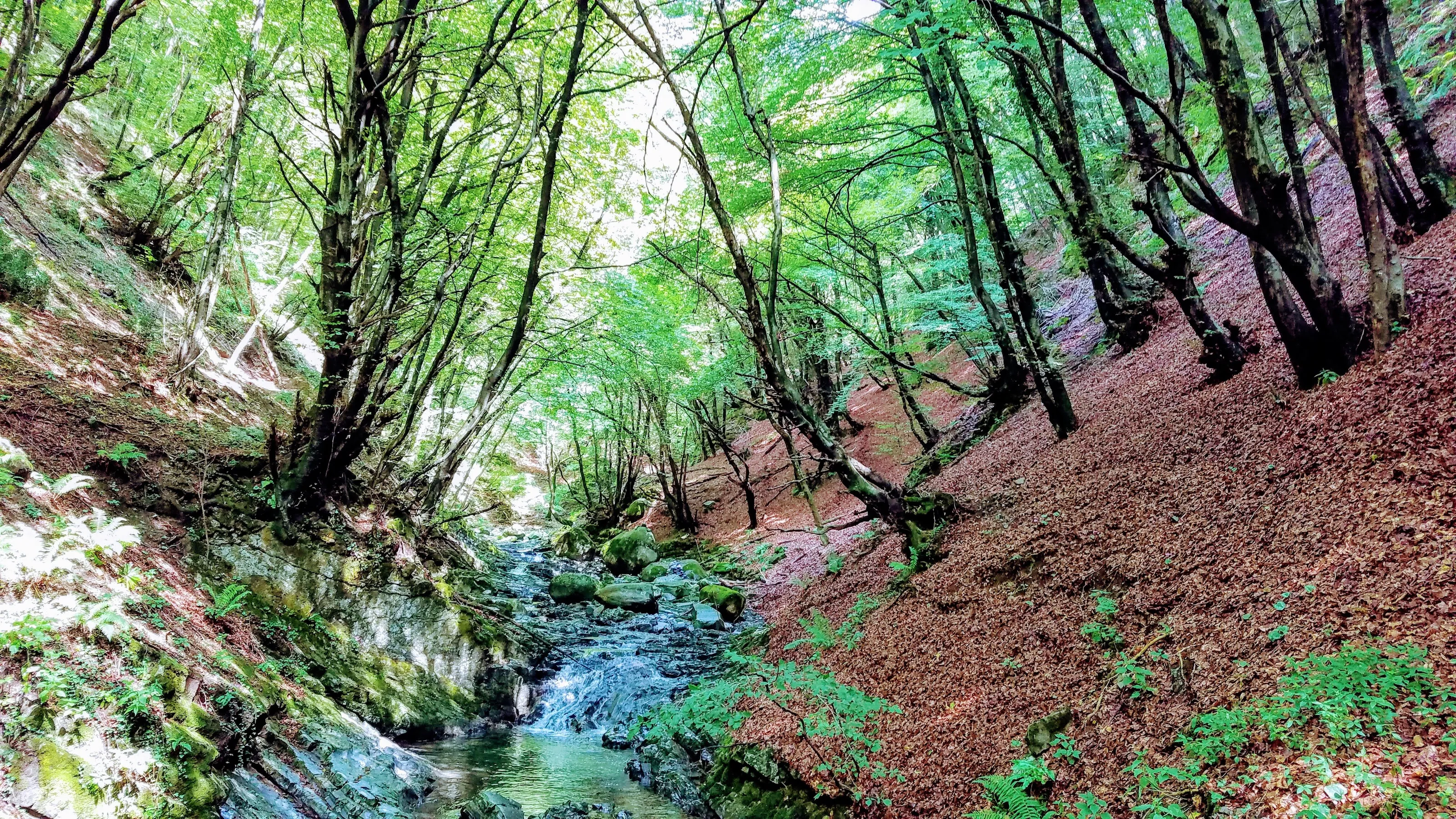Mountain Creek in Dappled Light