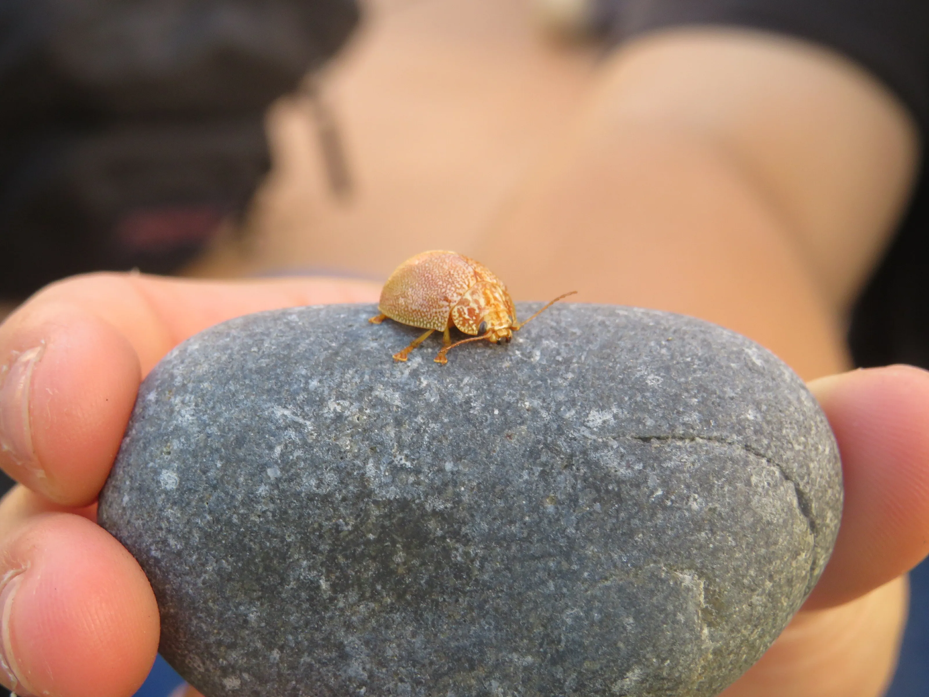Cute Bug on a Rock