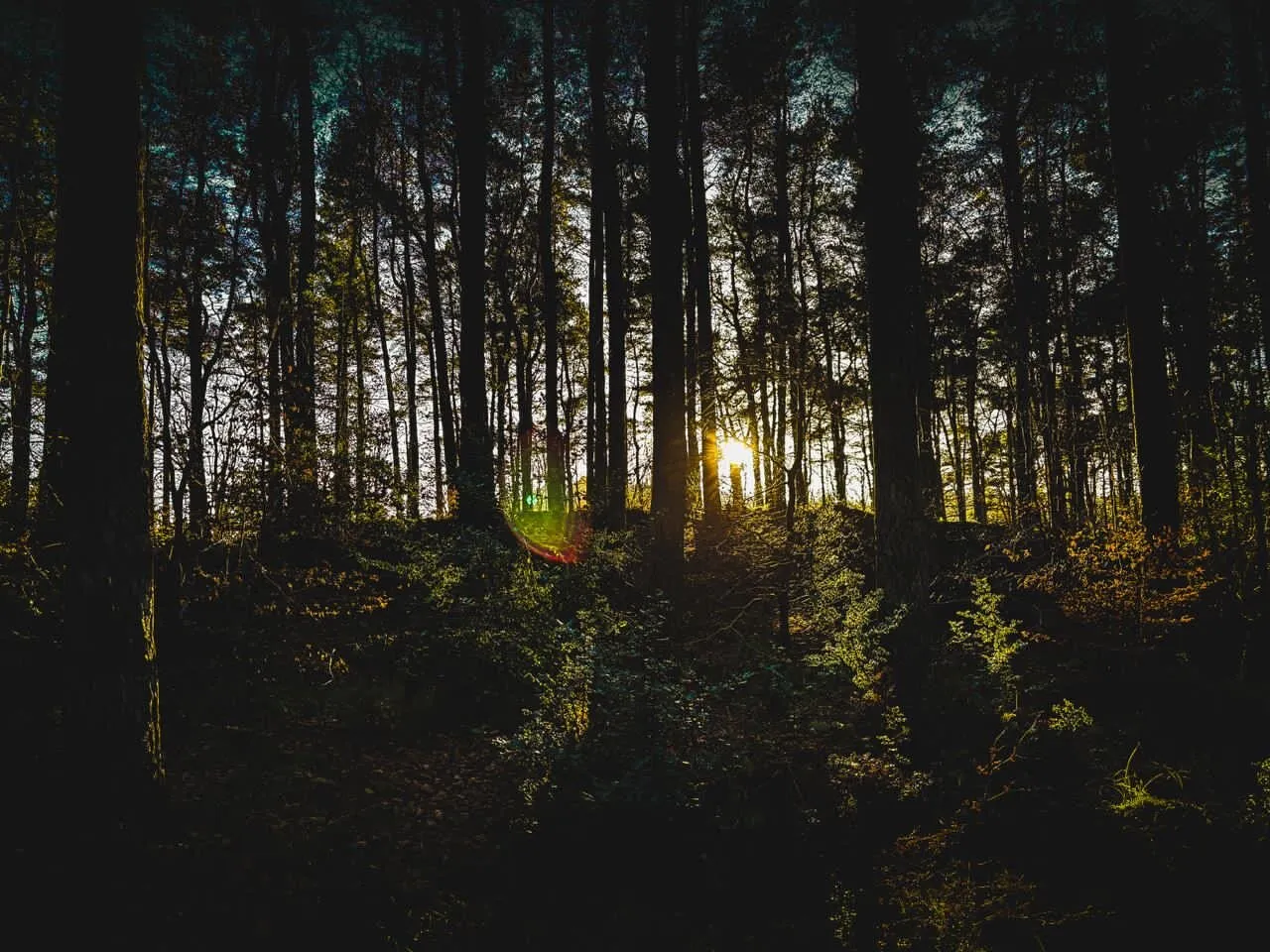 The Magic of The Forest