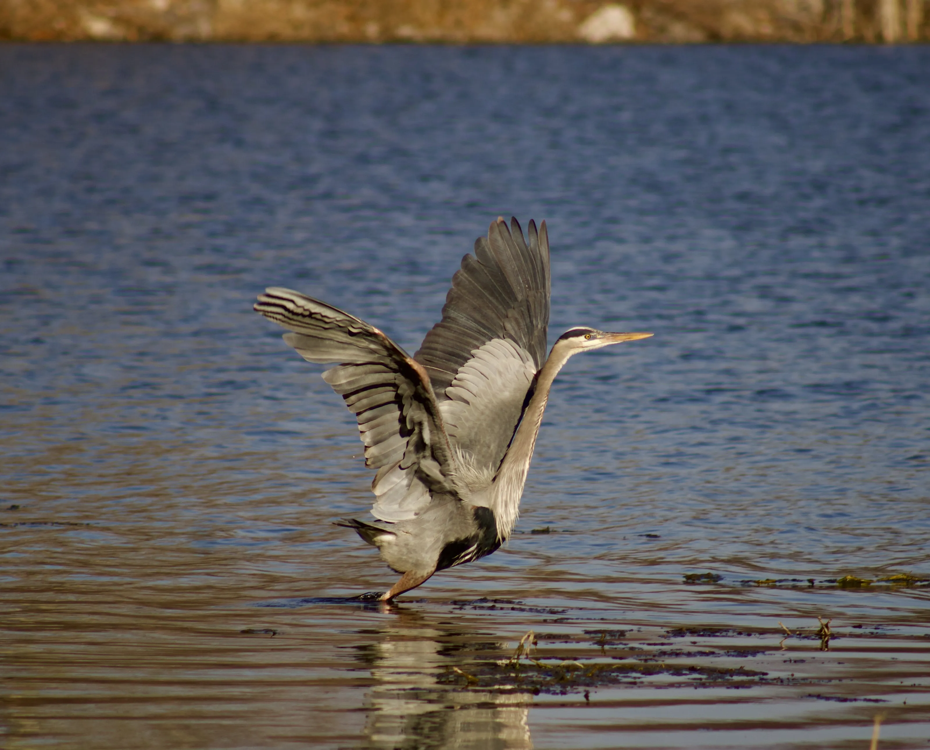 Blue Heron