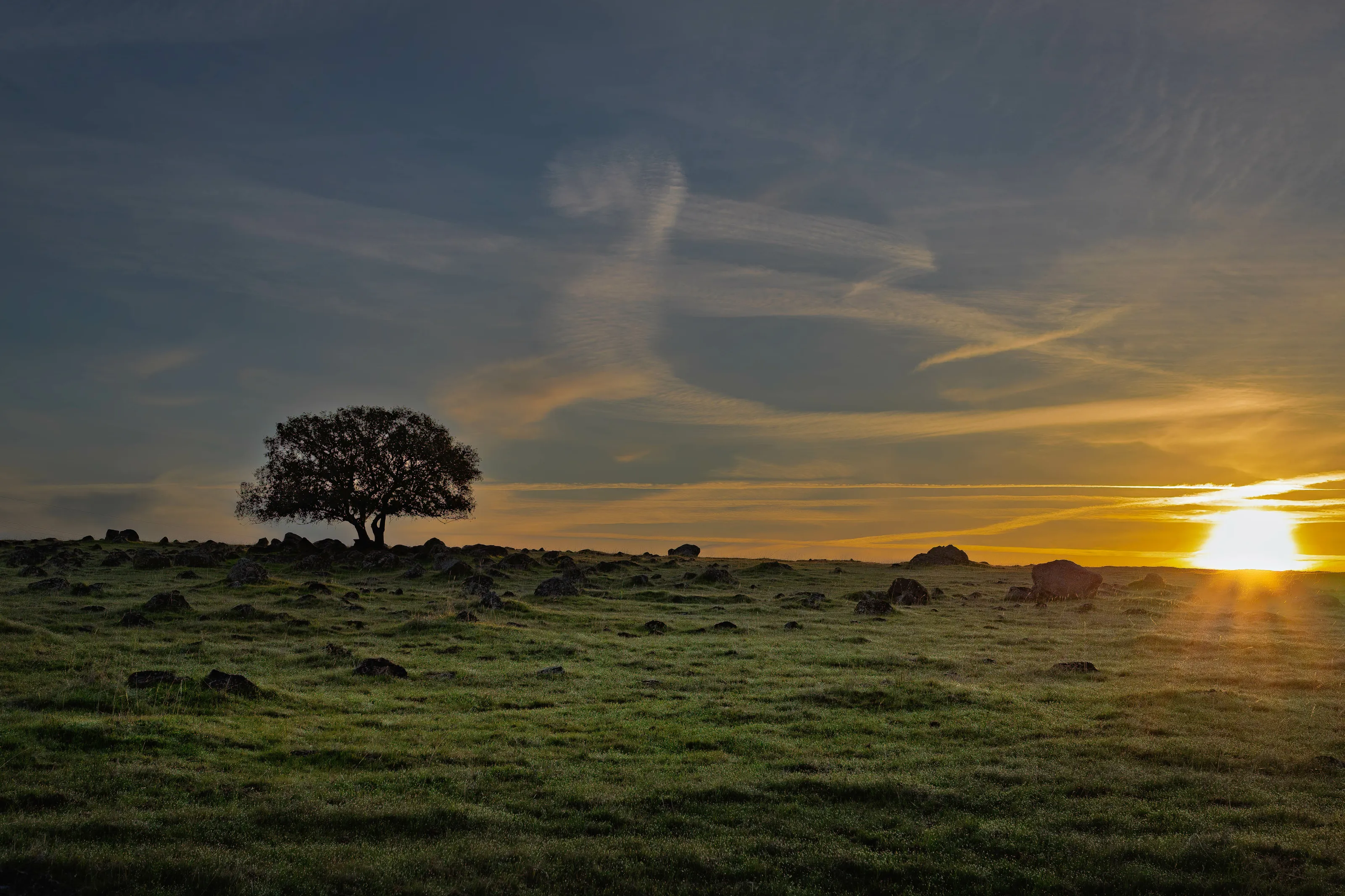 The Sun and the Lone Oak