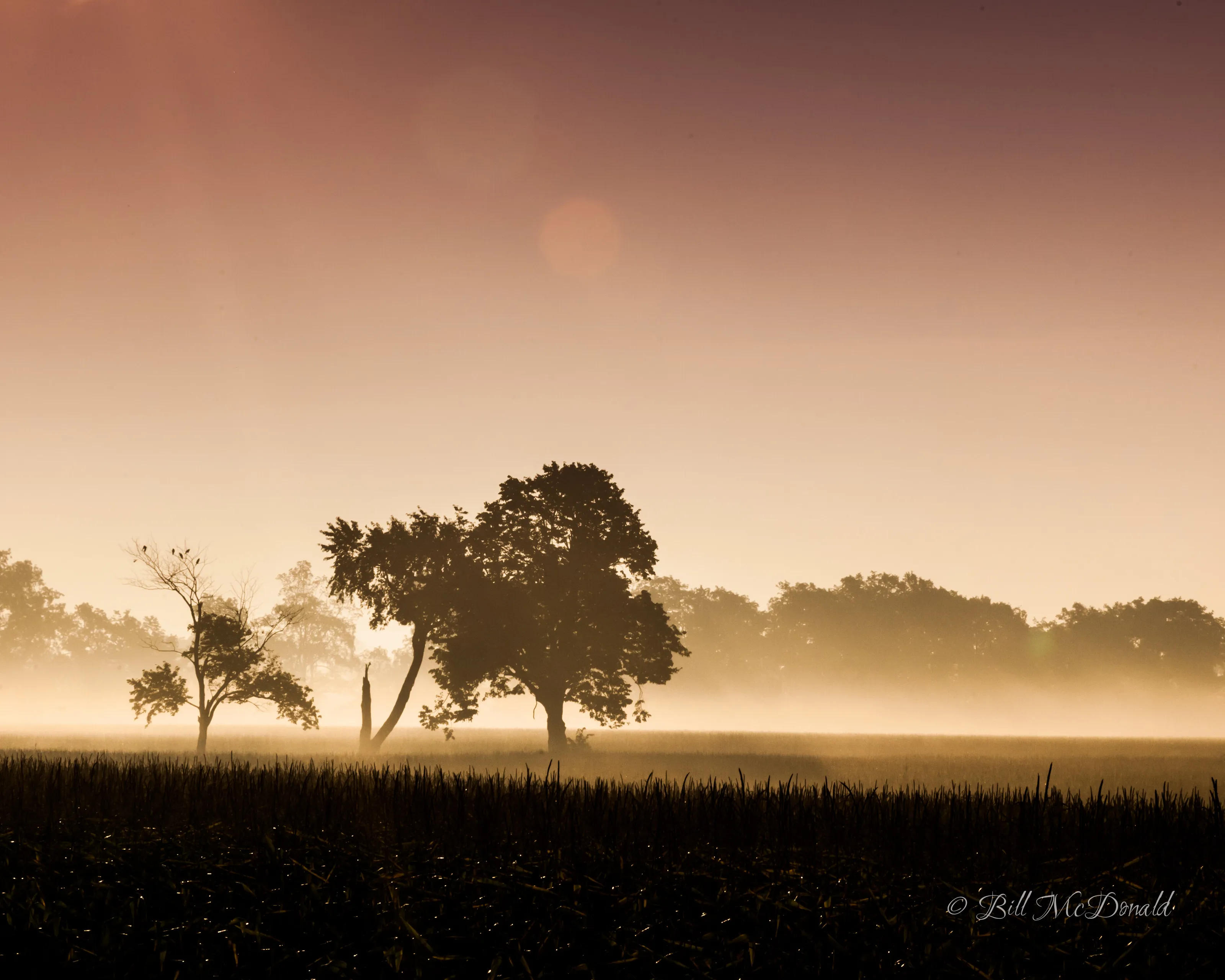 Amber sunrise