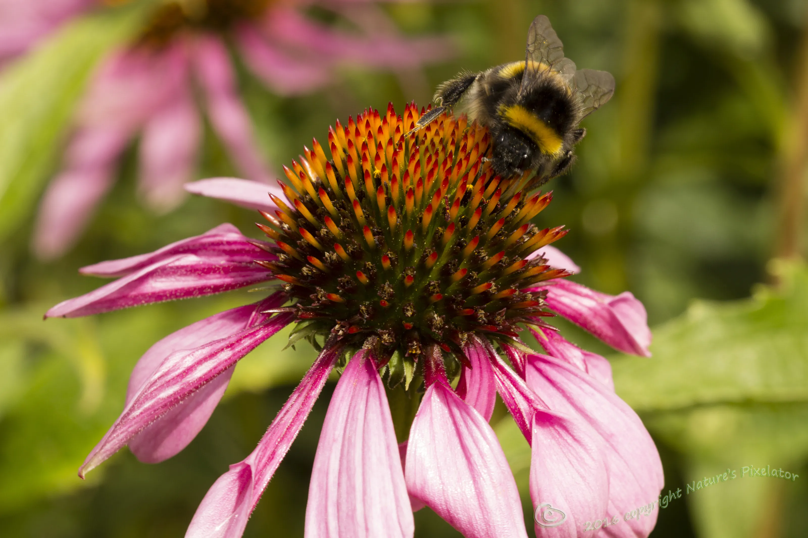 Never Alone Echinacea !