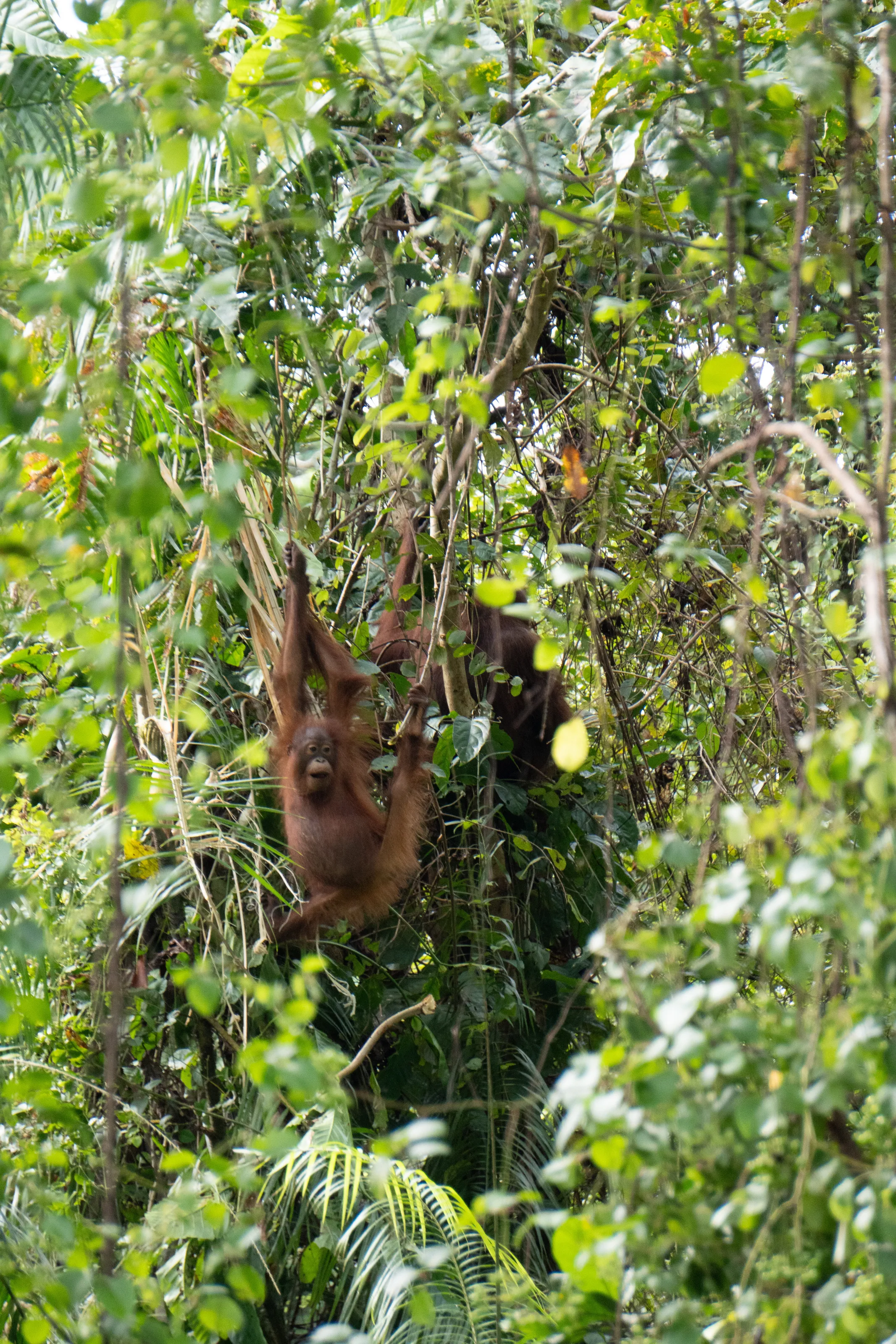 Orangutan in Borneo