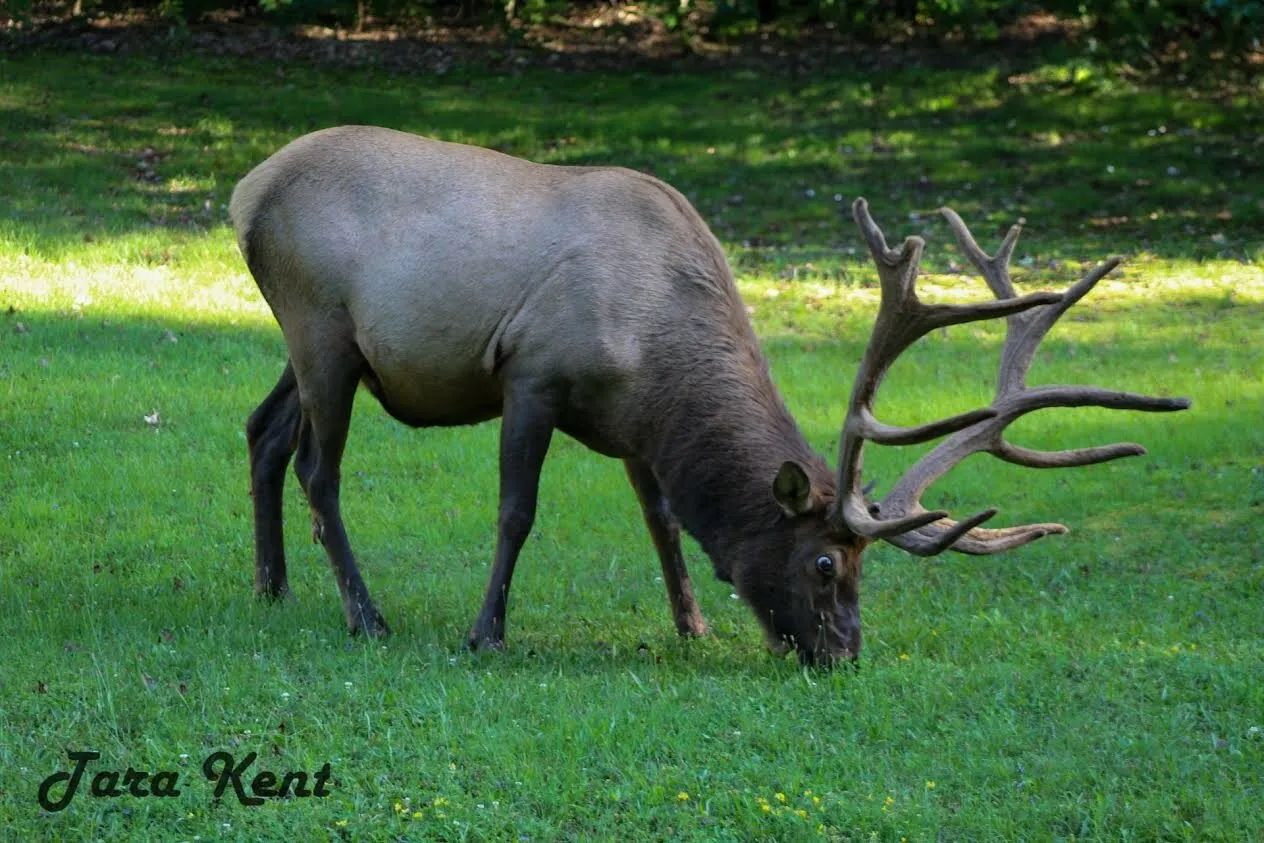 Elk in Pennyslvania