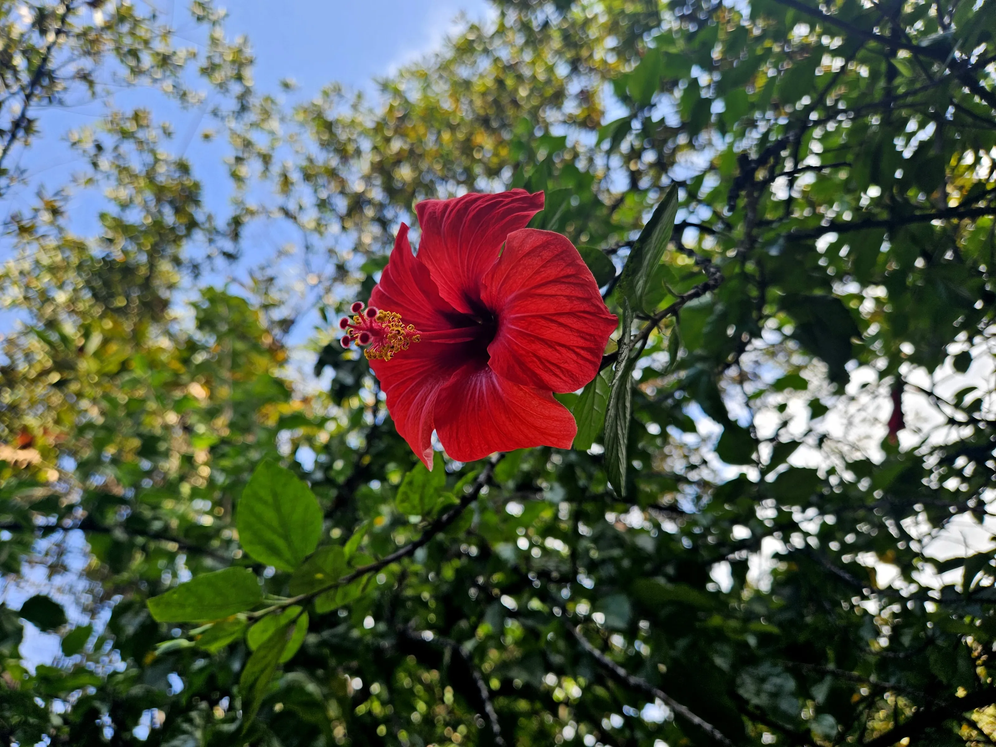 Perfect red