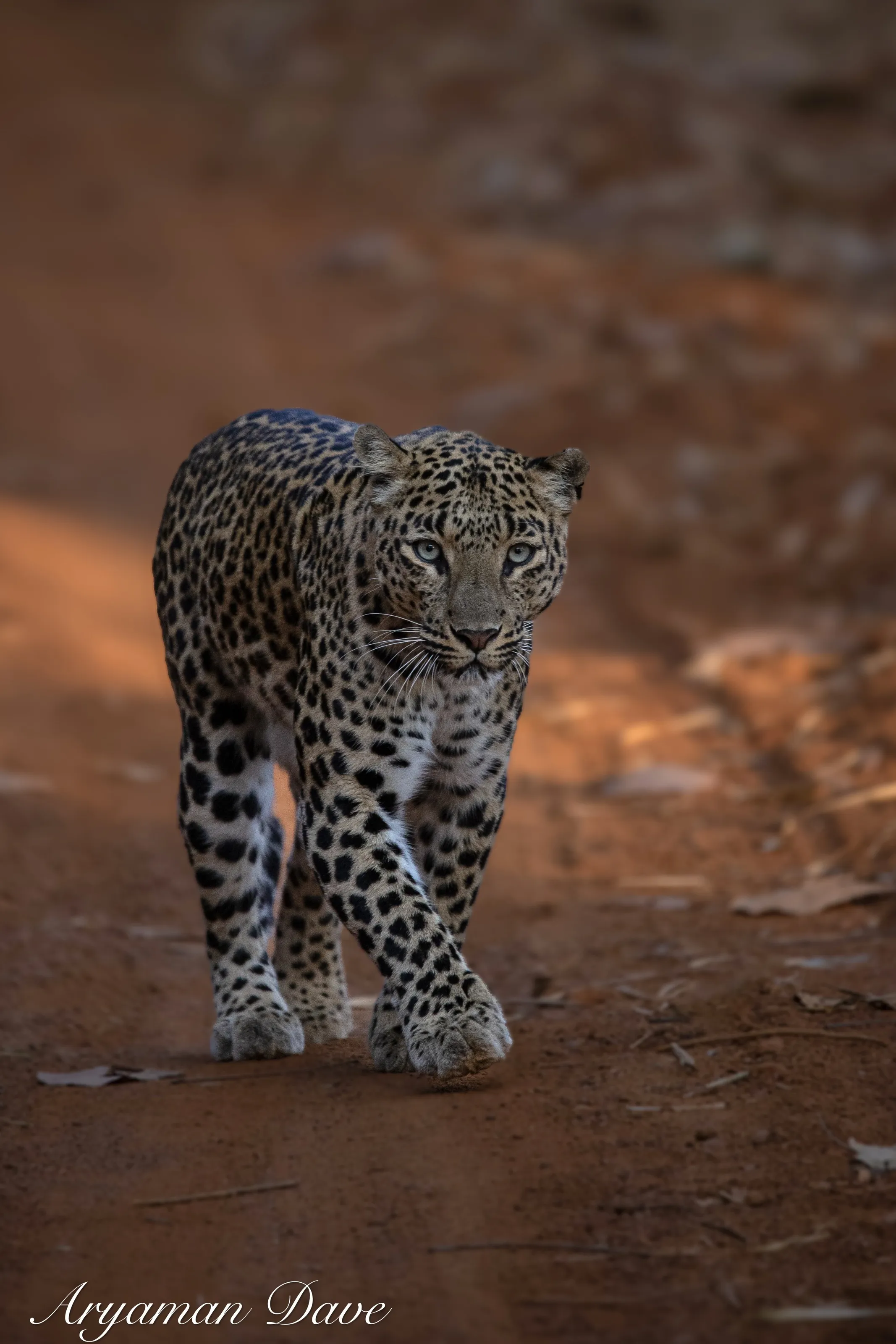 Leopards of Central India