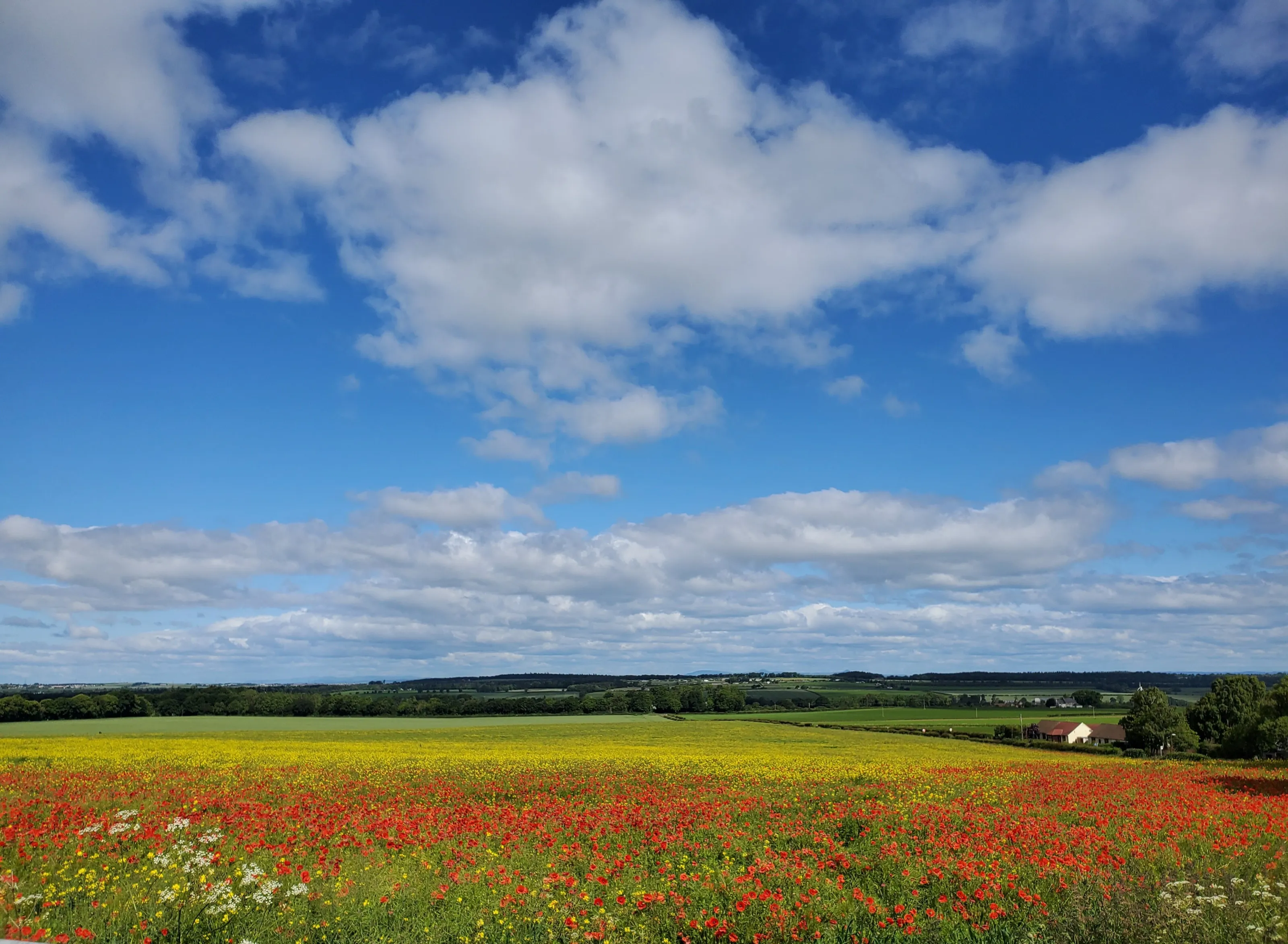 Scottish poppies
