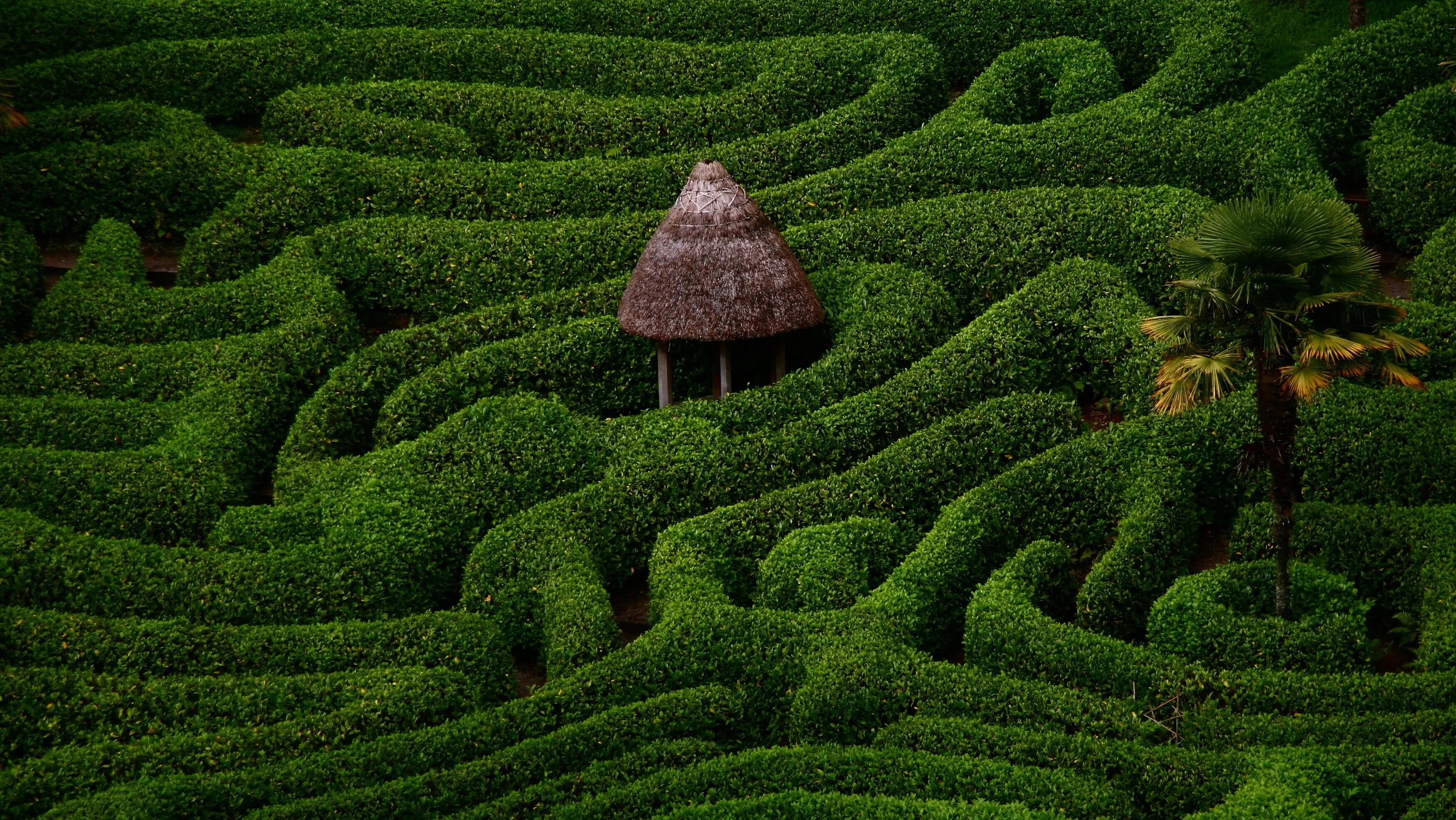 The maze
