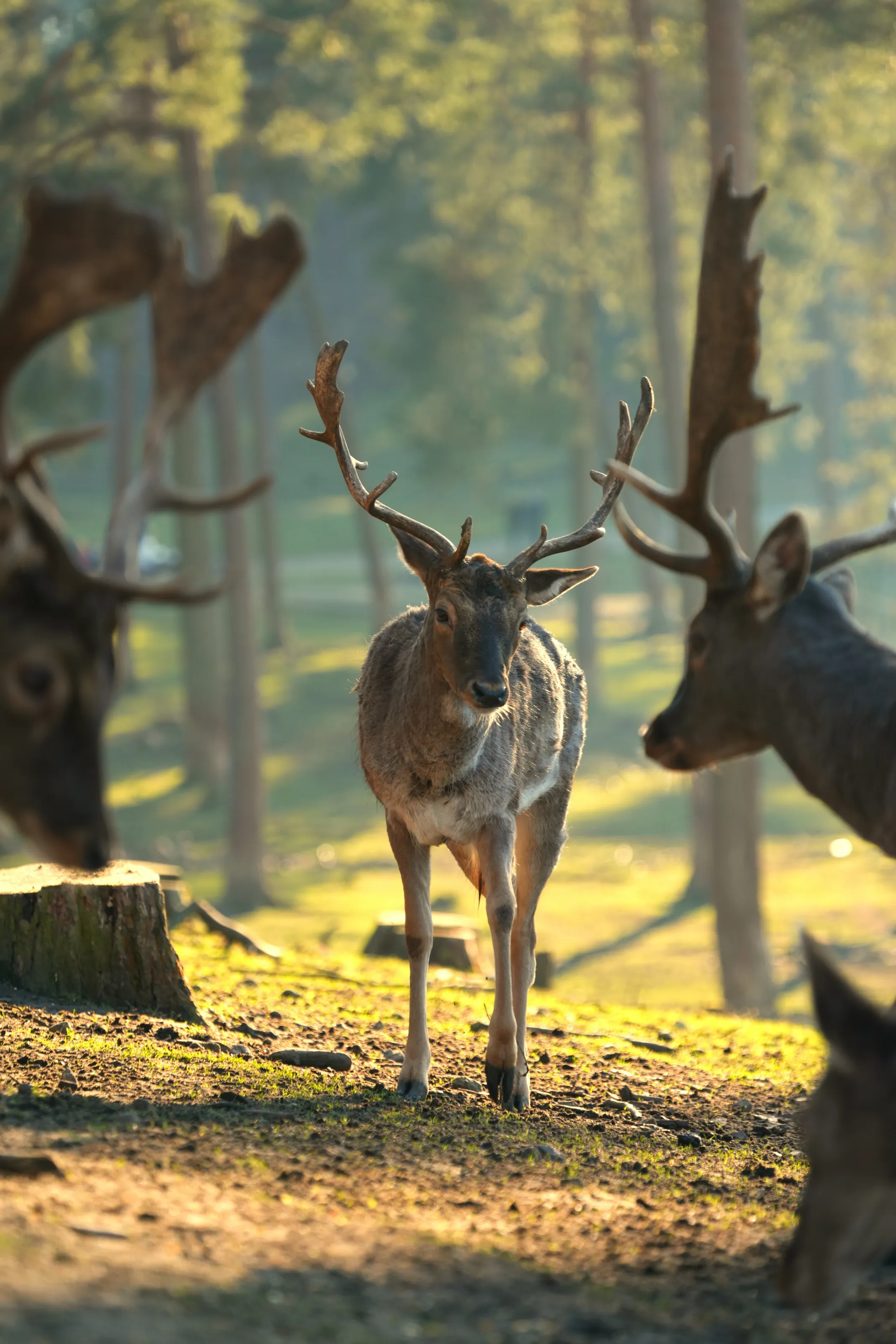 Wildlife triangle
