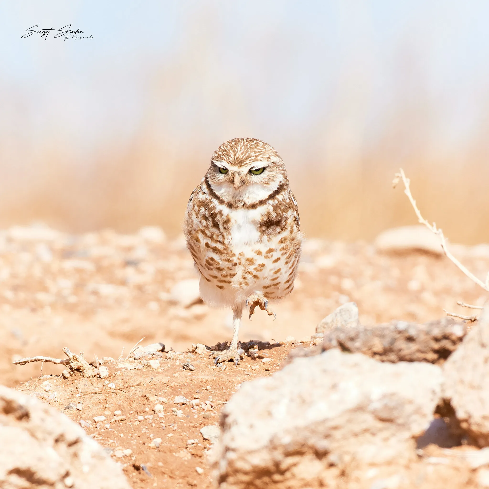 Borrowing Owl