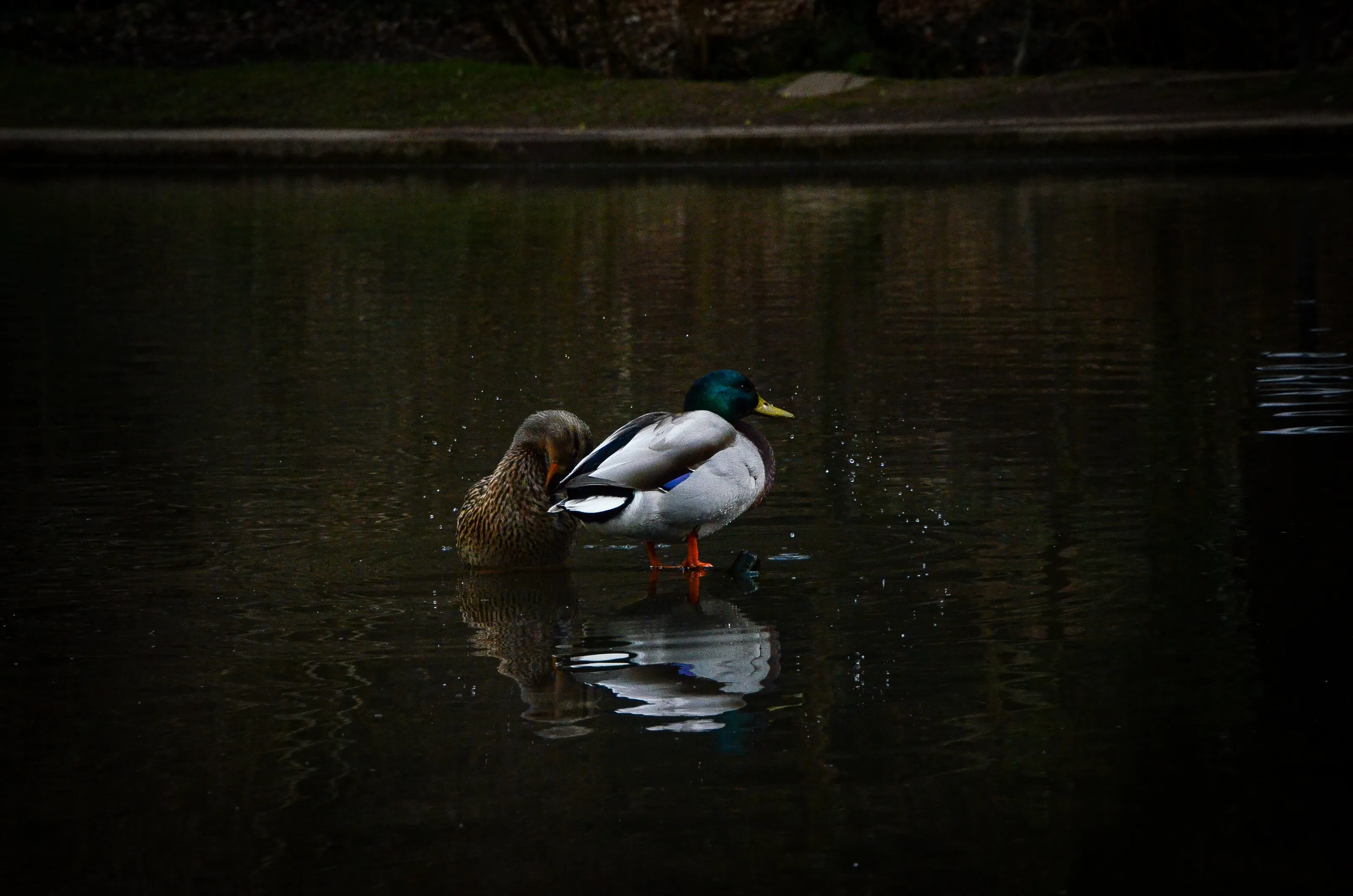 Ducks