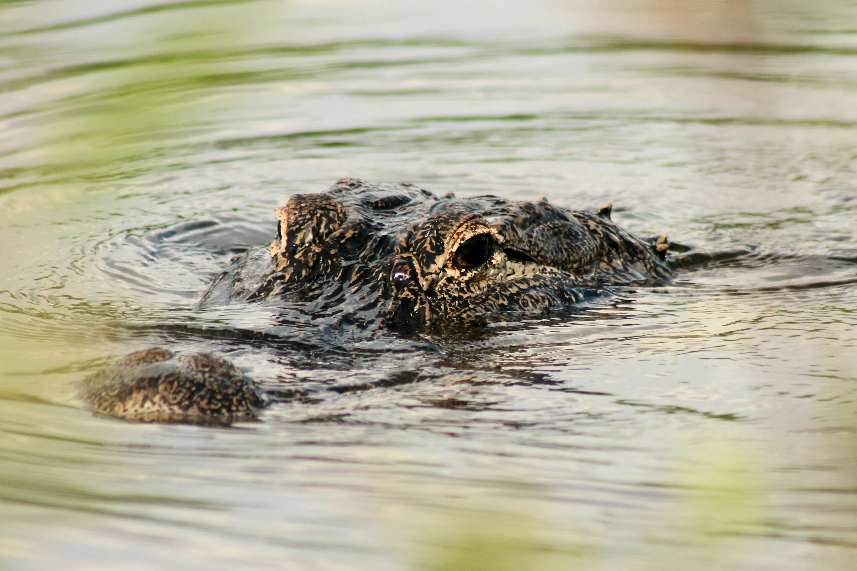 gator