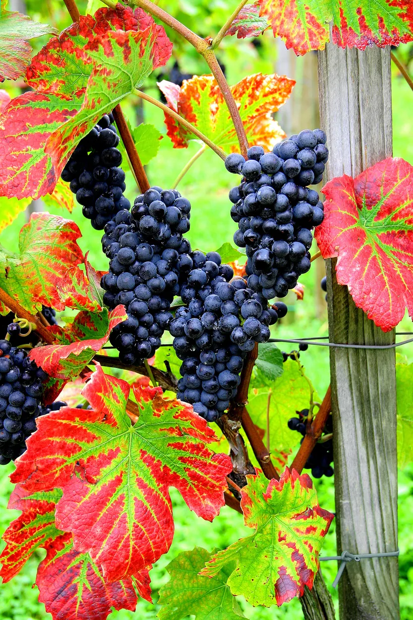 Entry 25546380