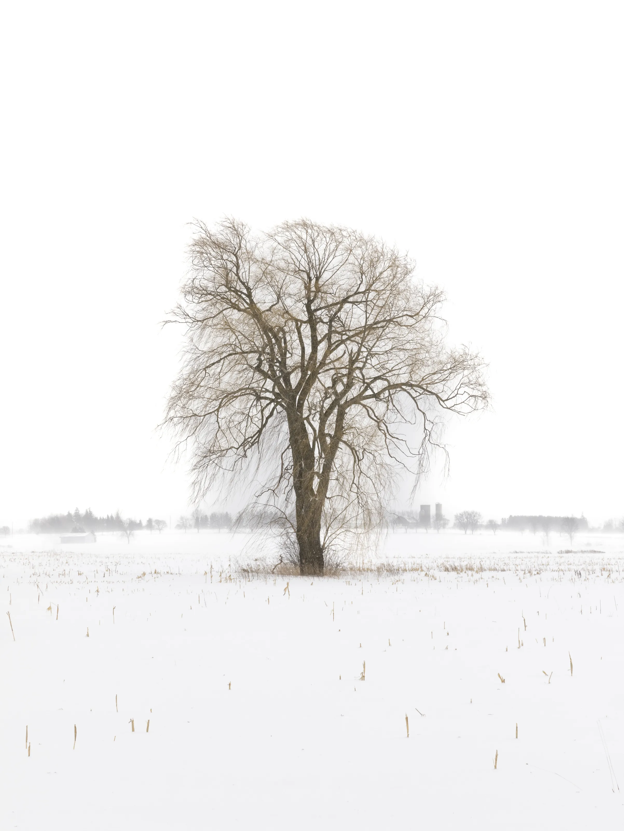 Single Tree