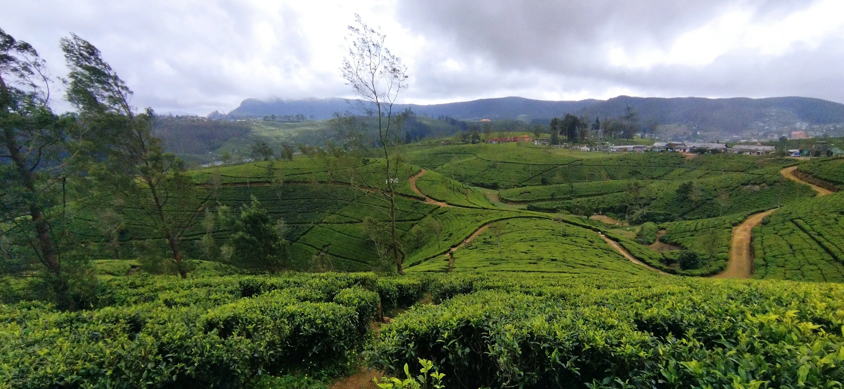 The tea bed