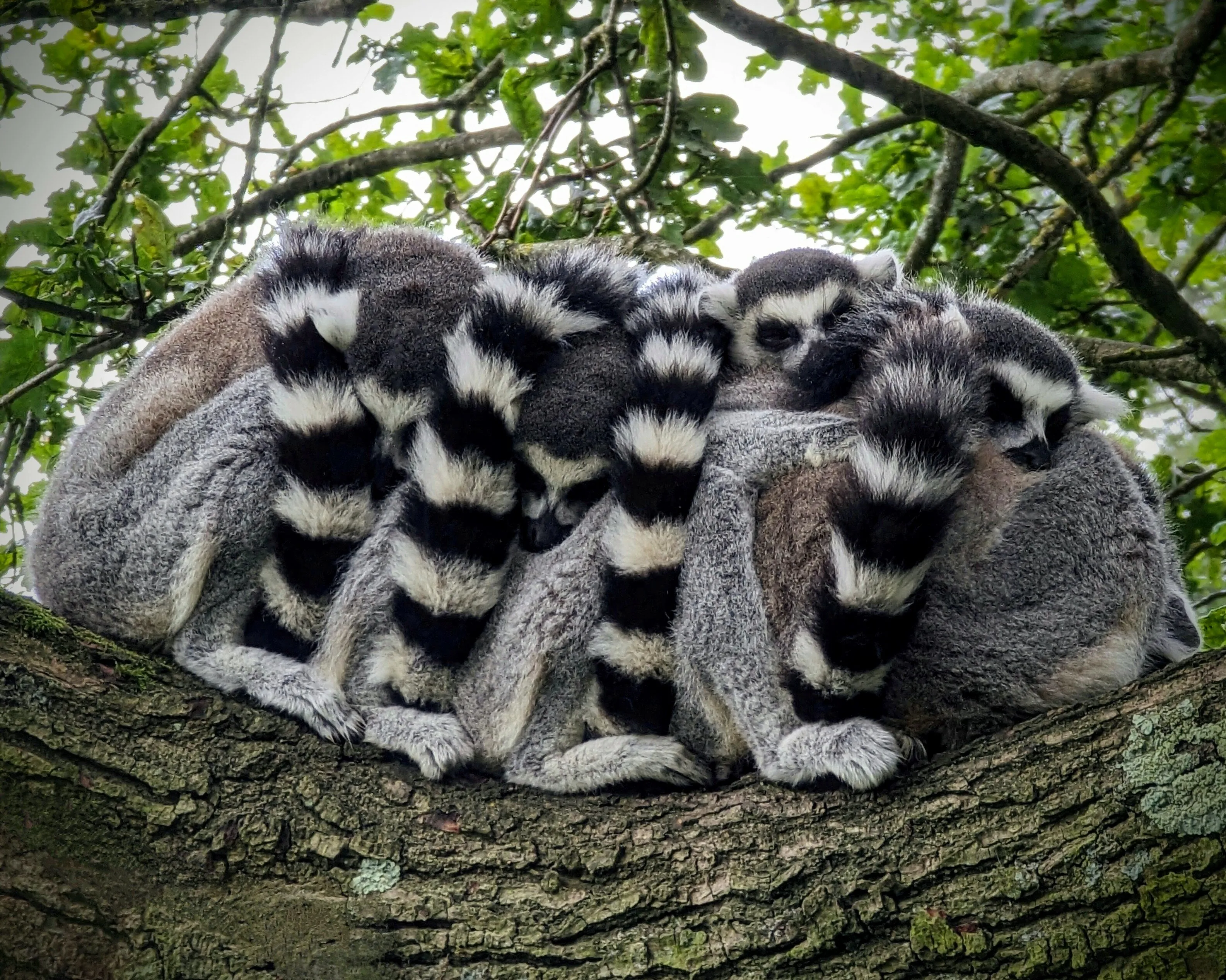 Lemurs snuggling on a branch