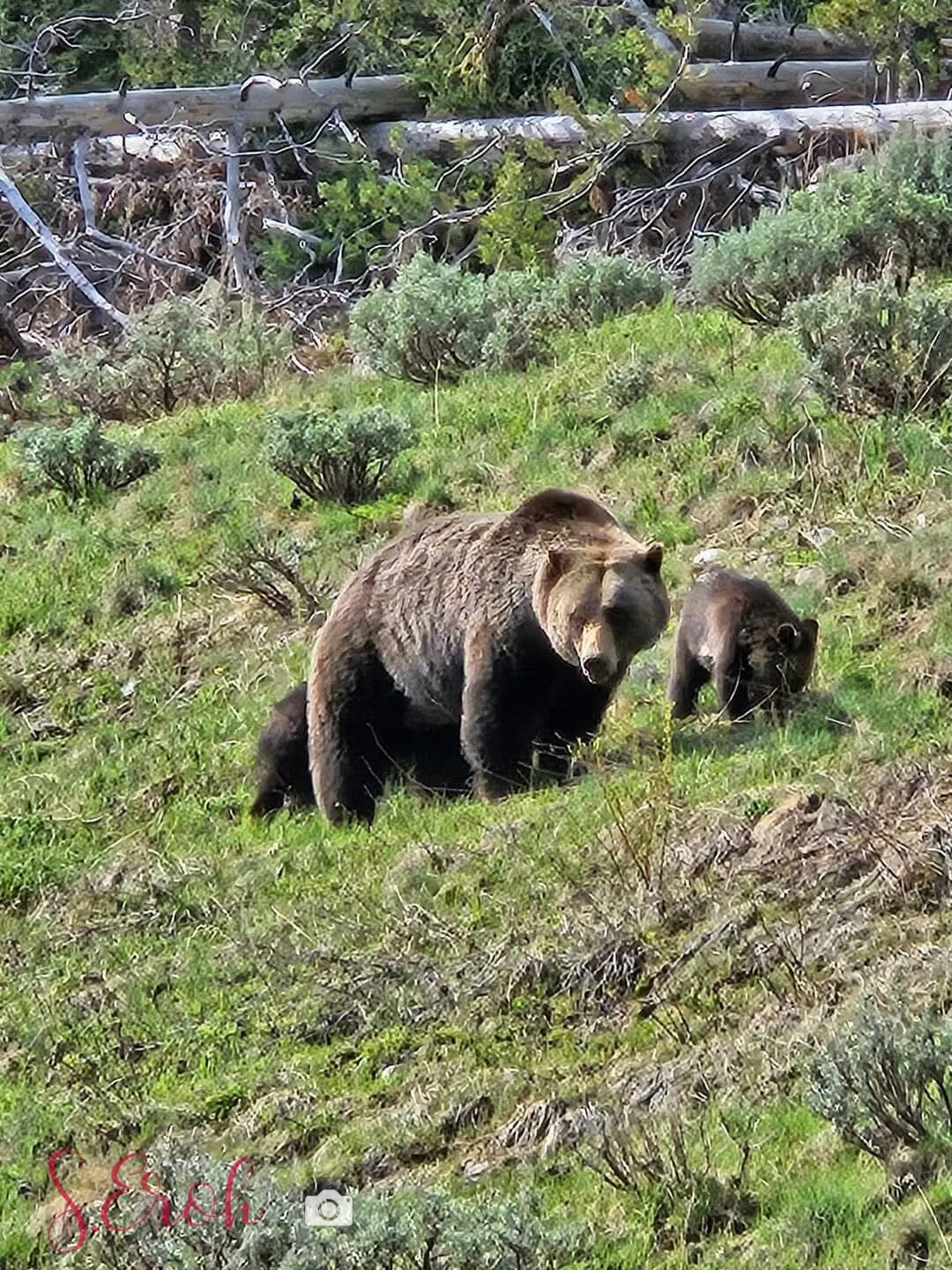 Grizzly bear with cubs